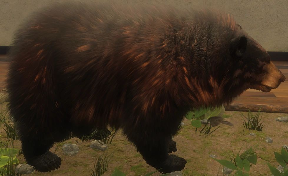 Schwarzbär