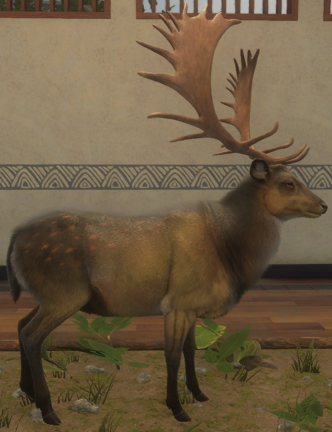 Damhirsch