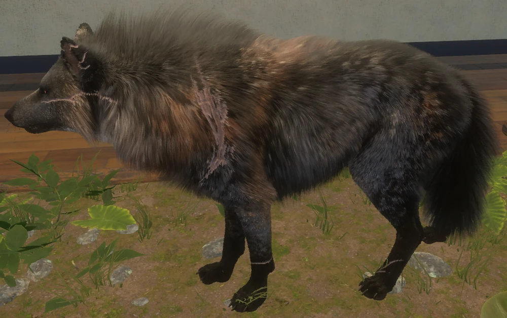 Grauwolf