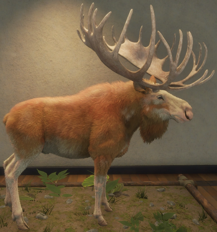 Fabled Spruce
