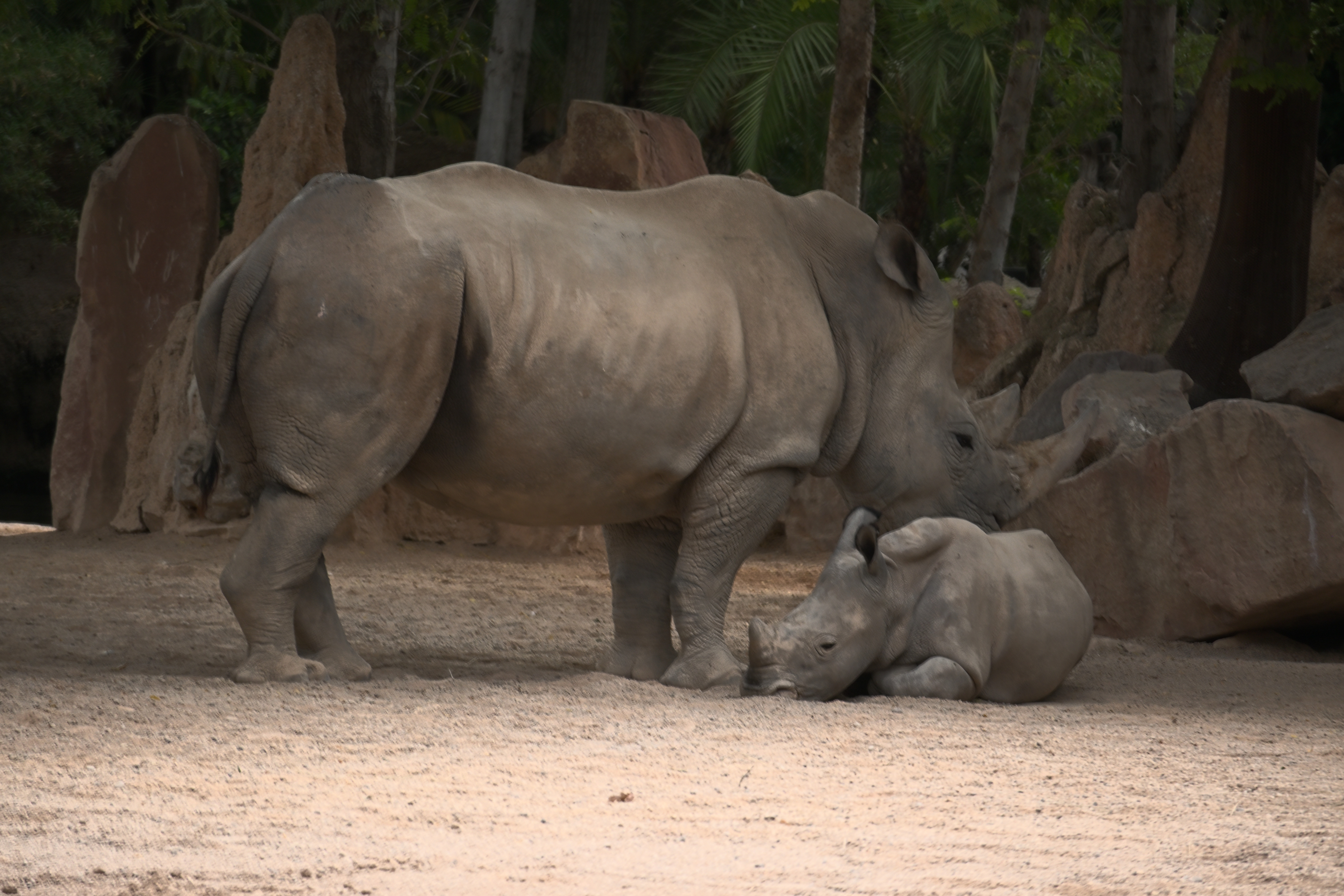 Ausgewachsenes Breitmaulnashorn neben einem ruhenden Kalb auf sandigem Boden im Bioparc Valencia