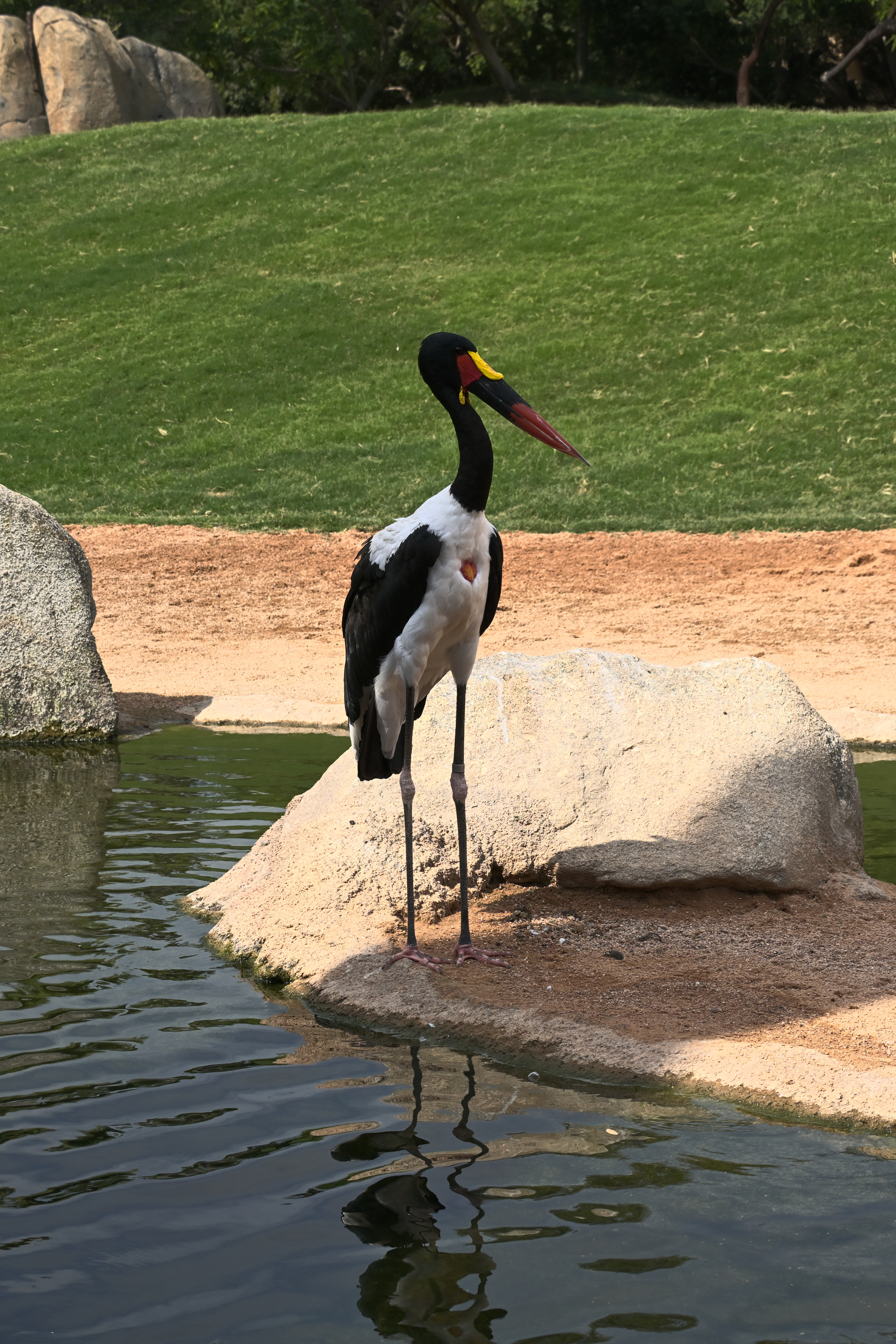 Sattelstorch mit schwarz-weißem Gefieder und rot-gelbem Schnabel am Wasser im Bioparc Valencia, mit Spiegelung auf der Wasseroberfläche.