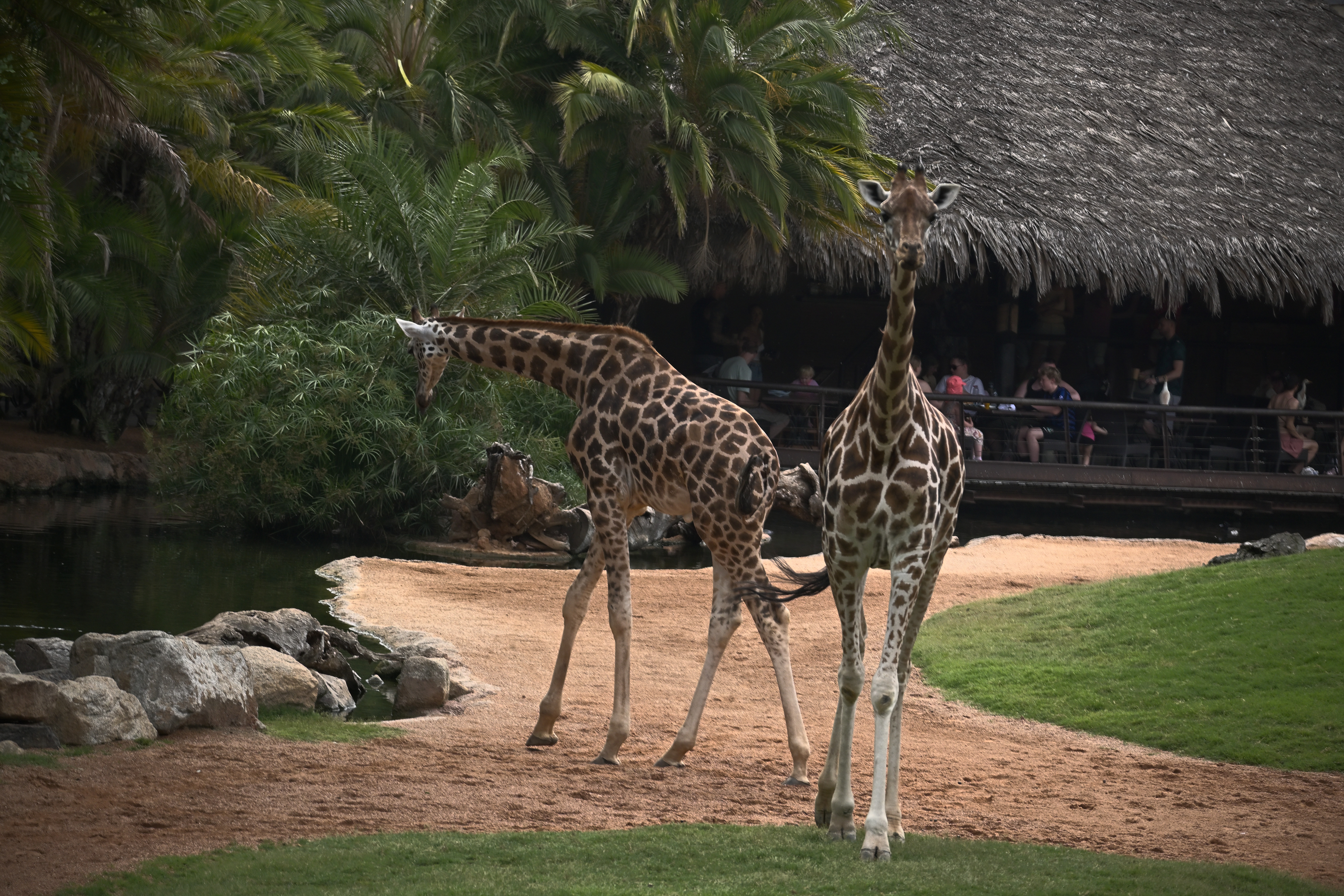 Zwei Giraffen in einer begrünten Anlage des Bioparc Valencia, eine davon frontal zur Kamera gewandt.