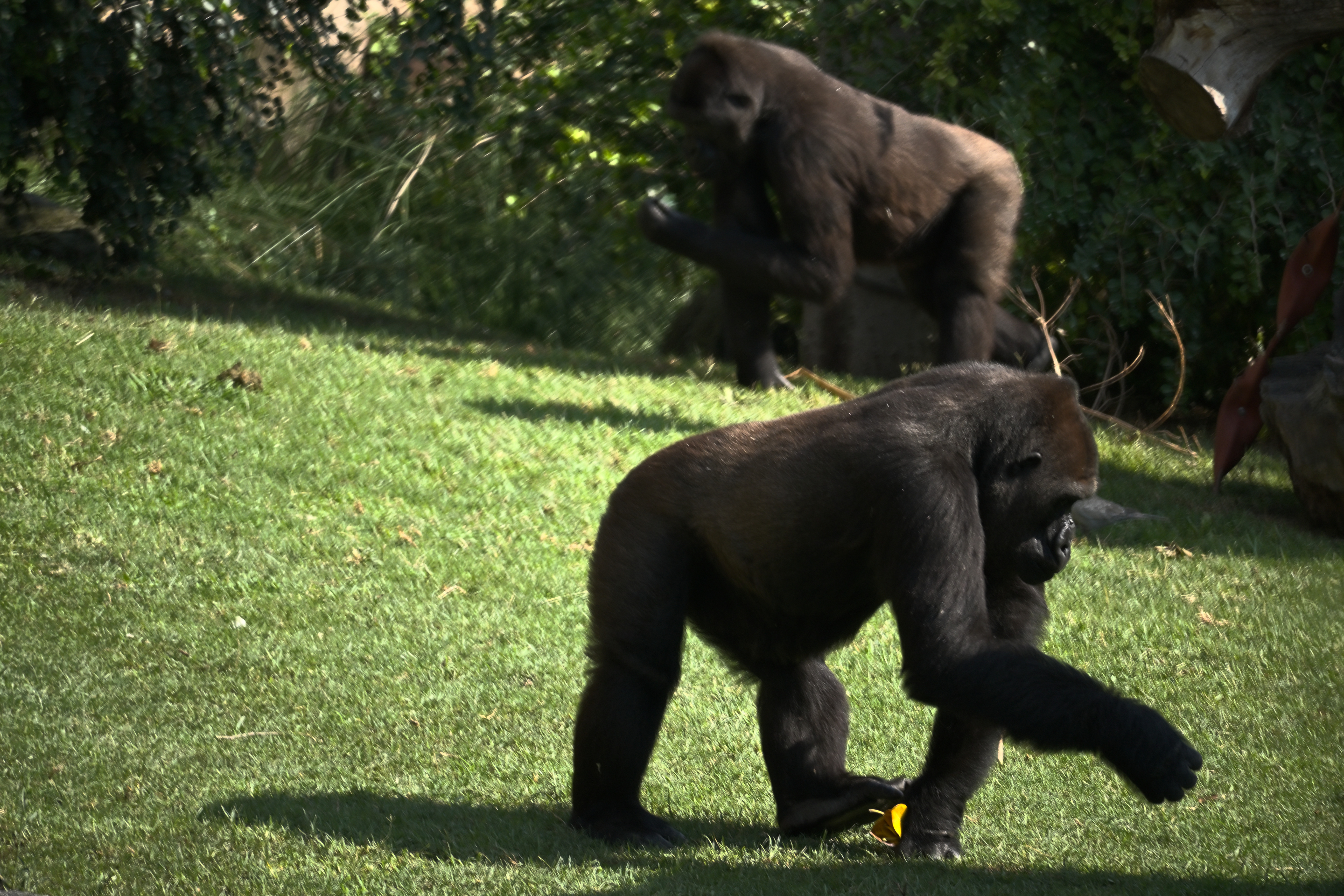 Zwei Gorillas auf einer Rasenfläche im Bioparc Valencia, einer im Vordergrund und einer zwischen schattiger Vegetation