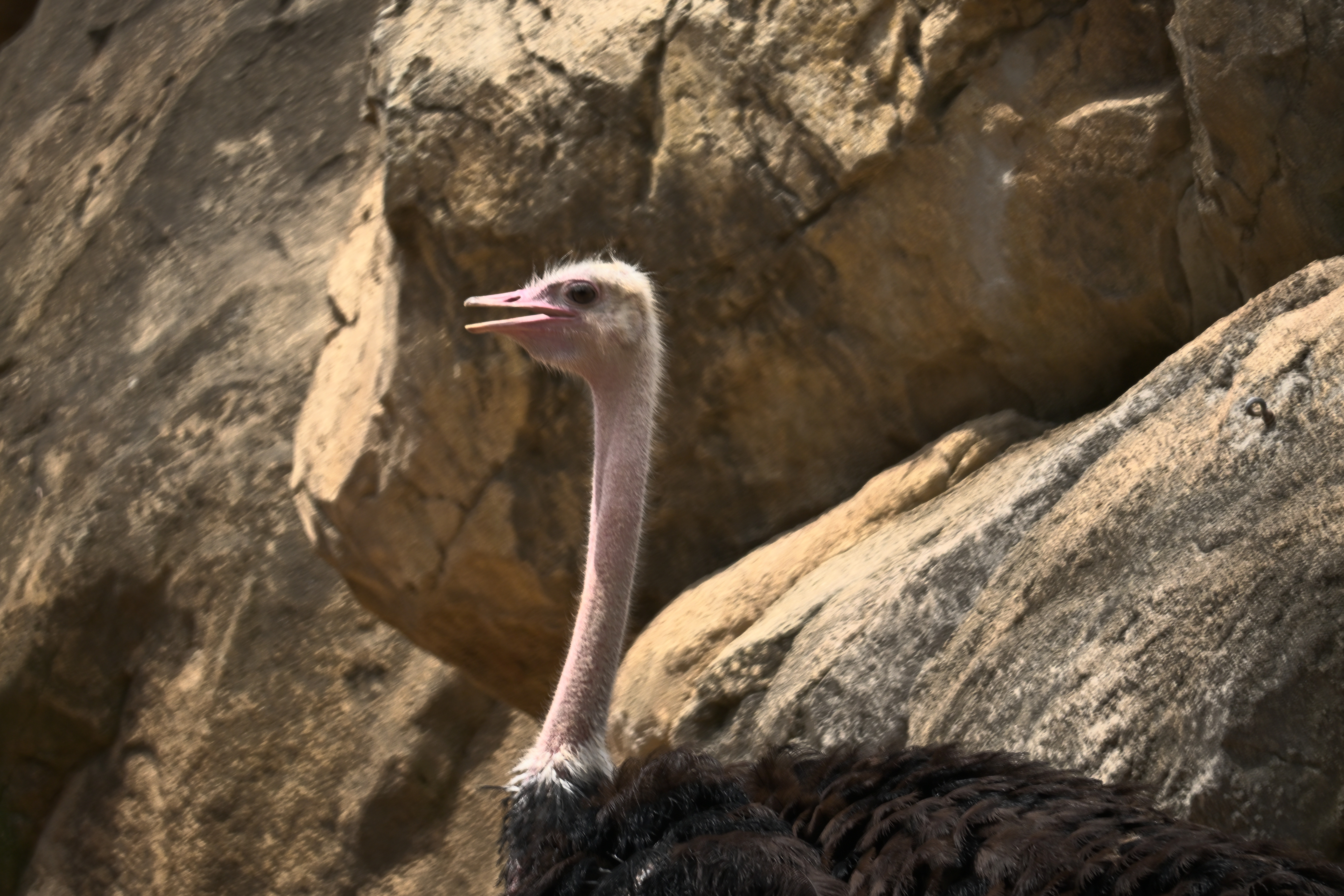 Strauß mit langem Hals und geöffnetem Schnabel vor sonnenbeschienenen Felsen im Bioparc Valencia
