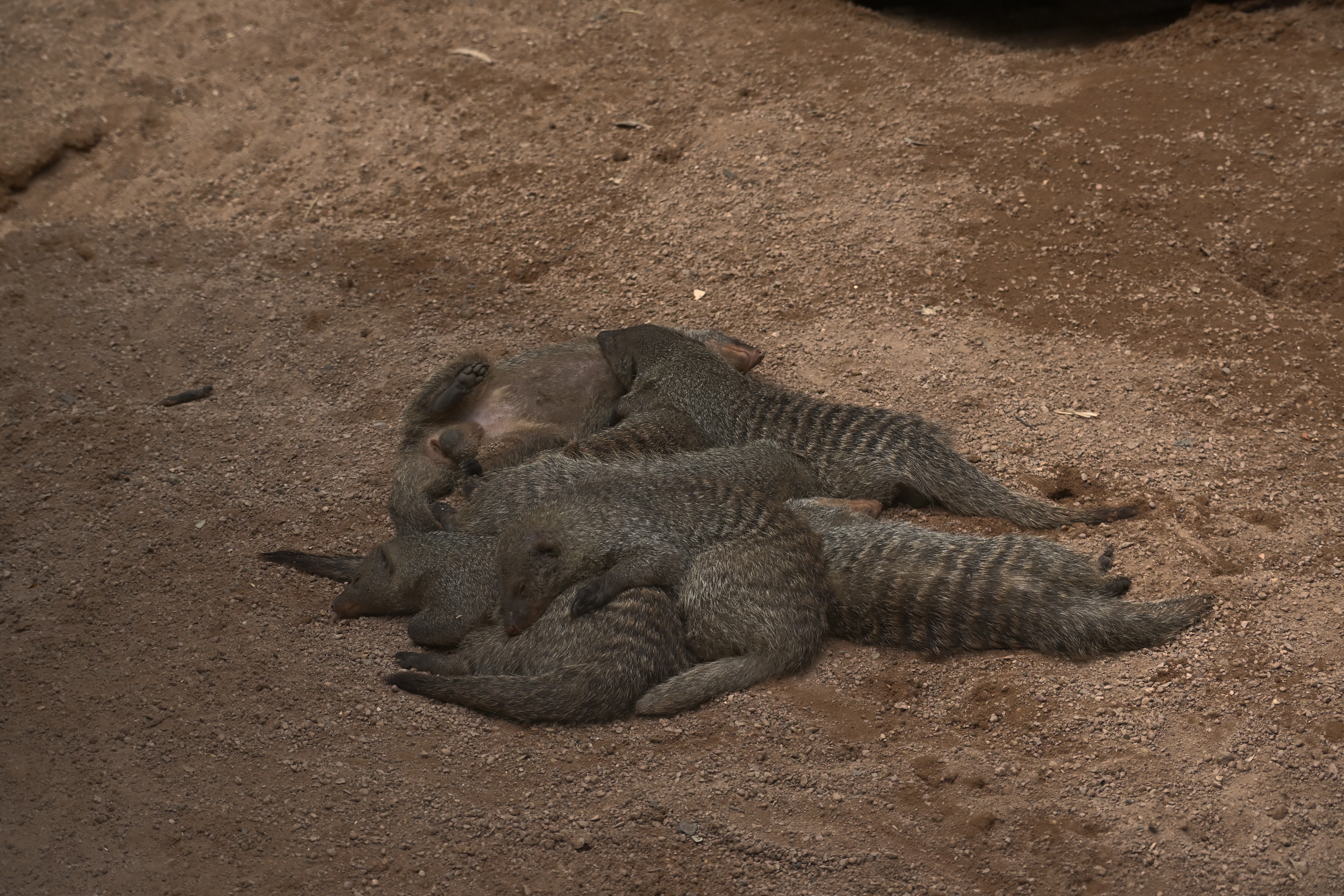Mehrere Zebramangusten ruhen dicht aneinandergedrängt auf sandigem Boden im Bioparc Valencia.