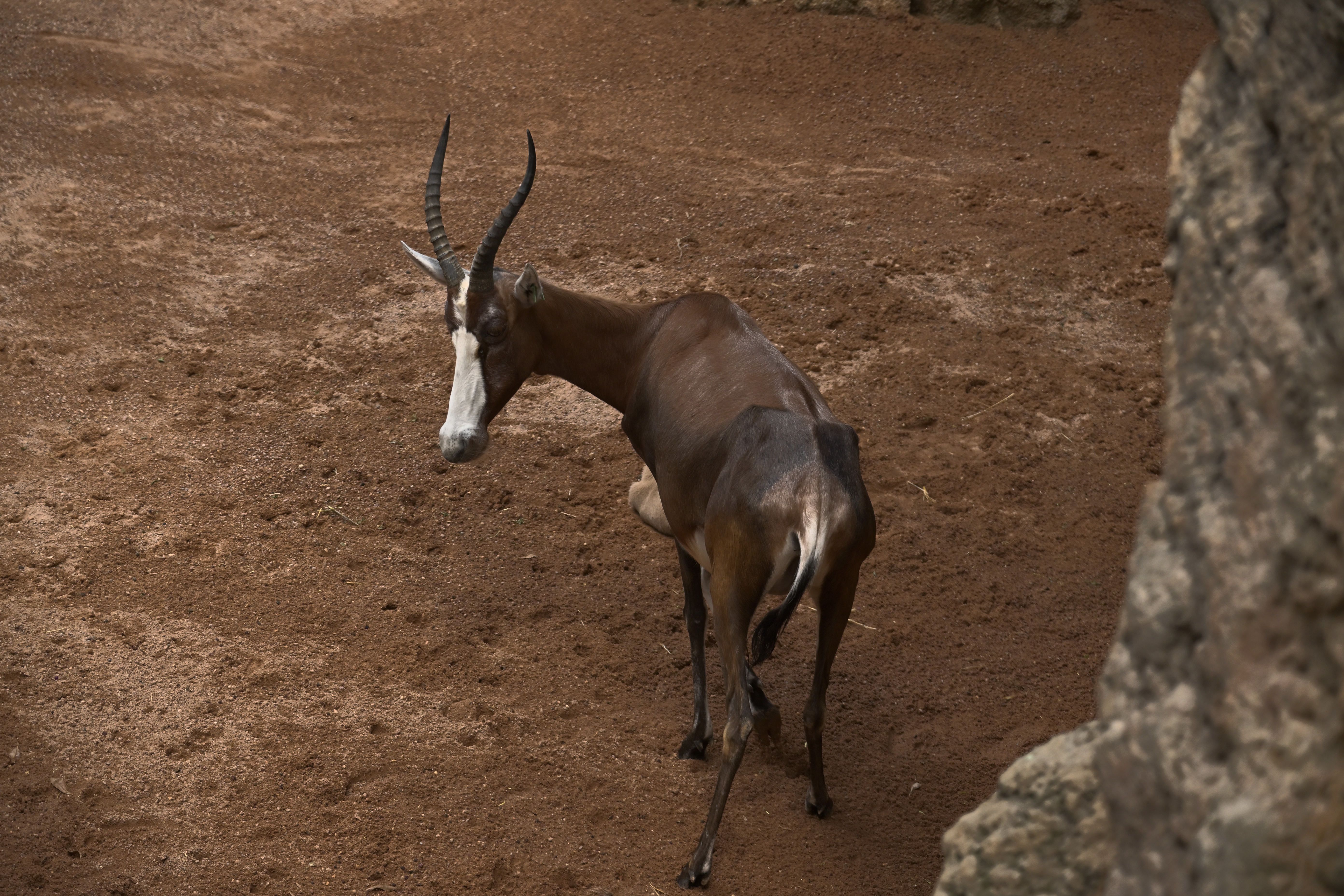Braune Antilope mit weißer Gesichtszeichnung und langen gebogenen Hörnern auf rötlichem Boden im Bioparc Valencia.