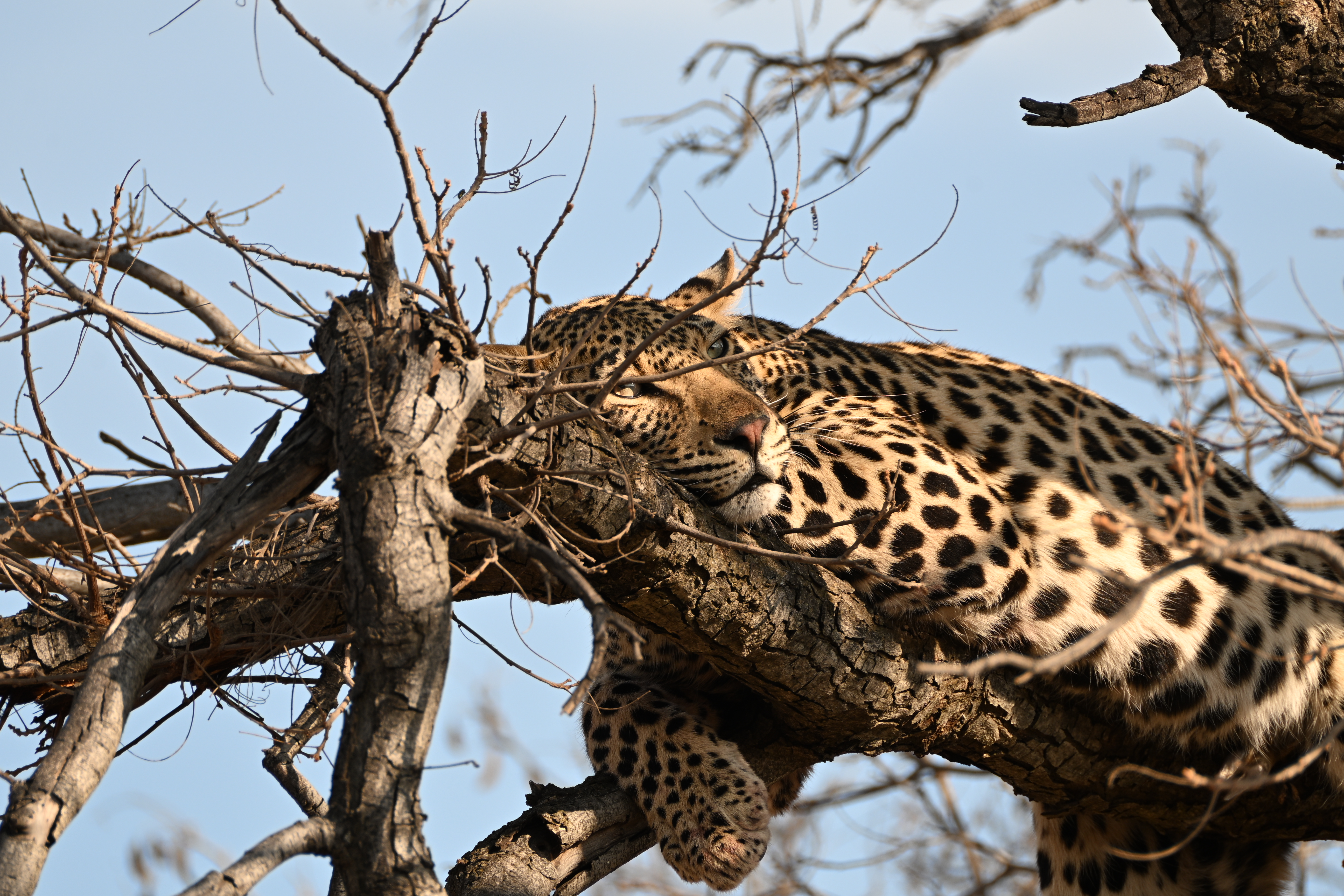 Leopard resting on a tree branch among dry twigs, with one front paw hanging down and blue sky filling the background.