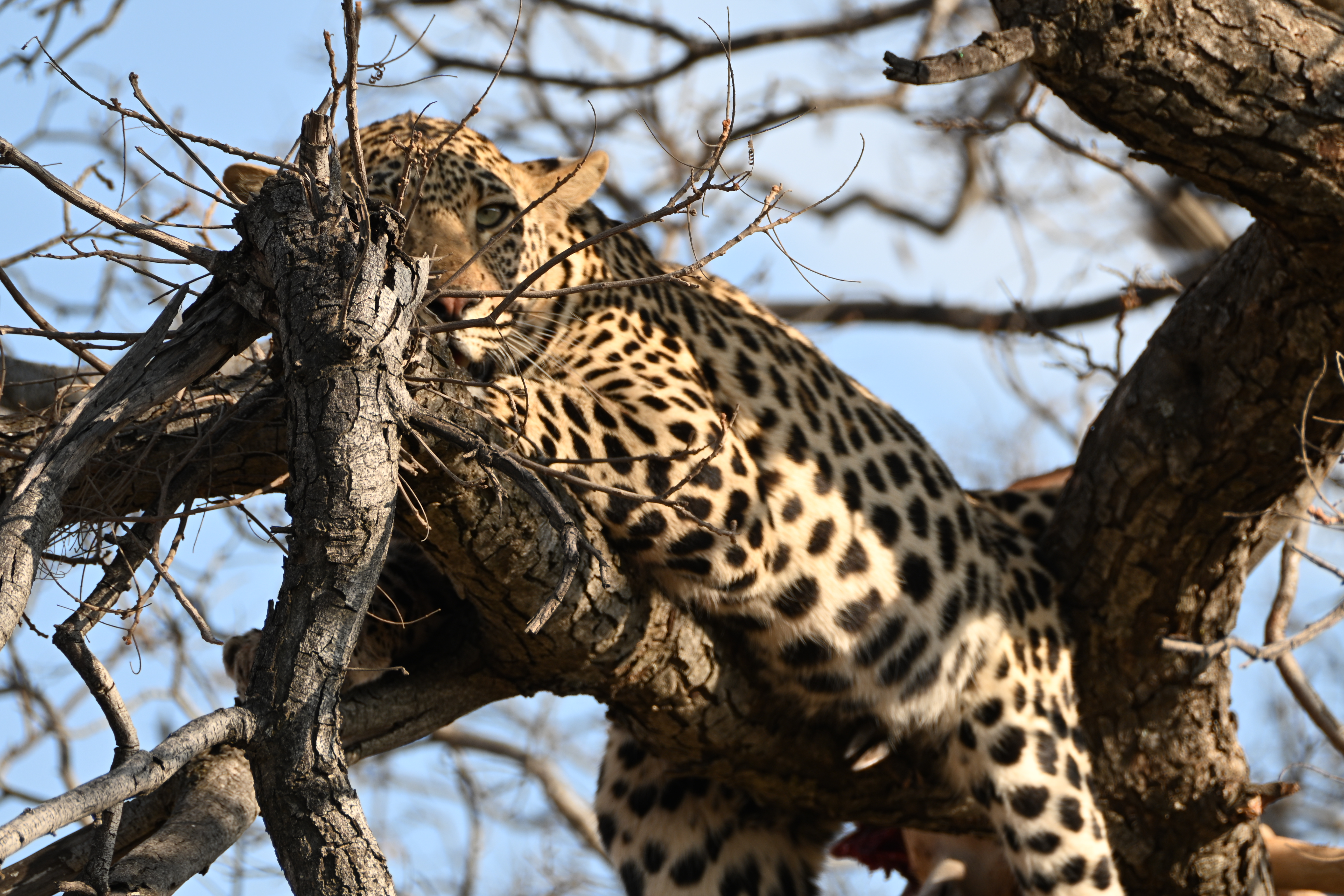 Leopard among bare tree branches in warm sunlight, with part of a prey animal visible along the lower edge