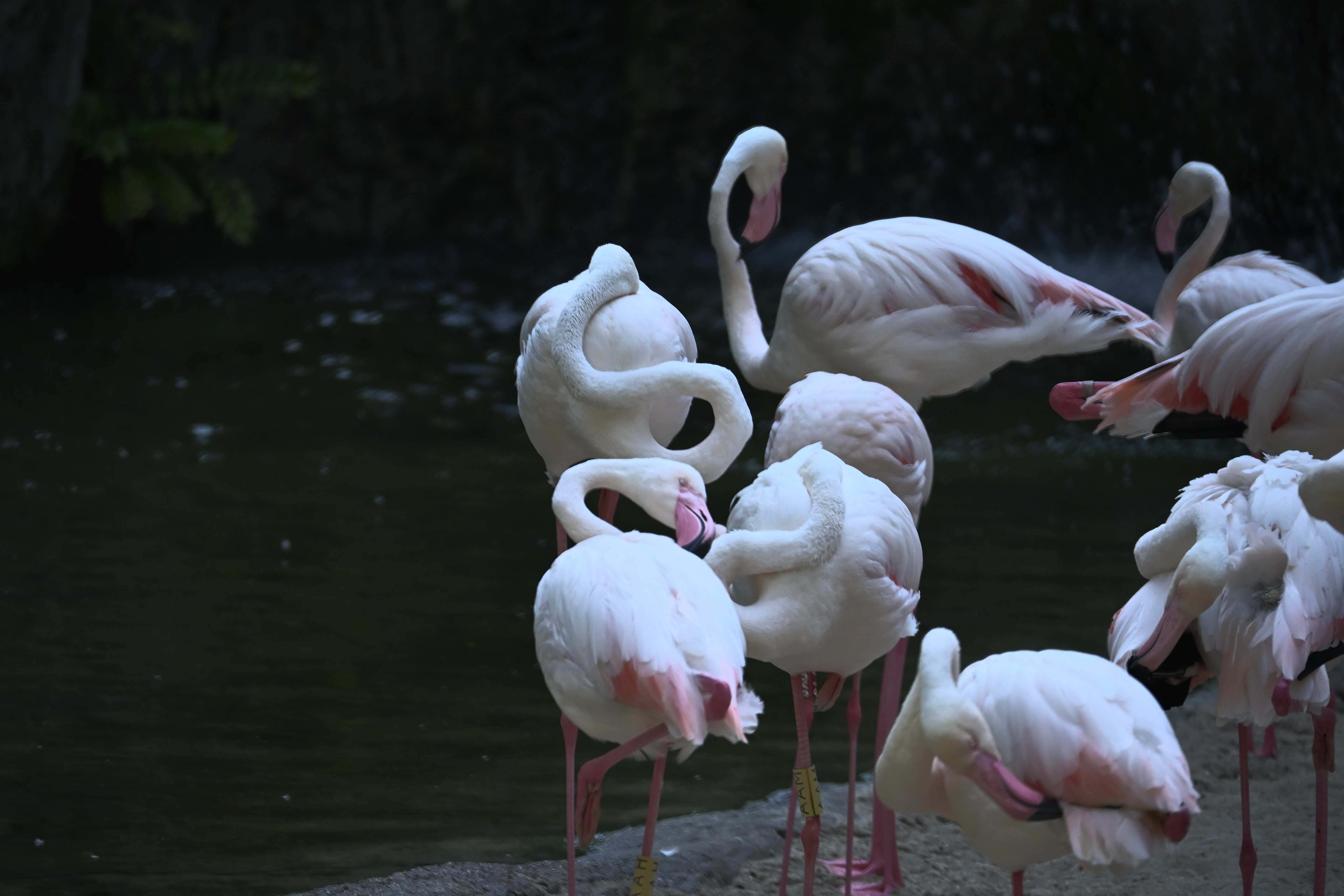 Gruppe Rosaflamingos beim Putzen ihres Gefieders am dunklen Wasser im Bioparc Valencia