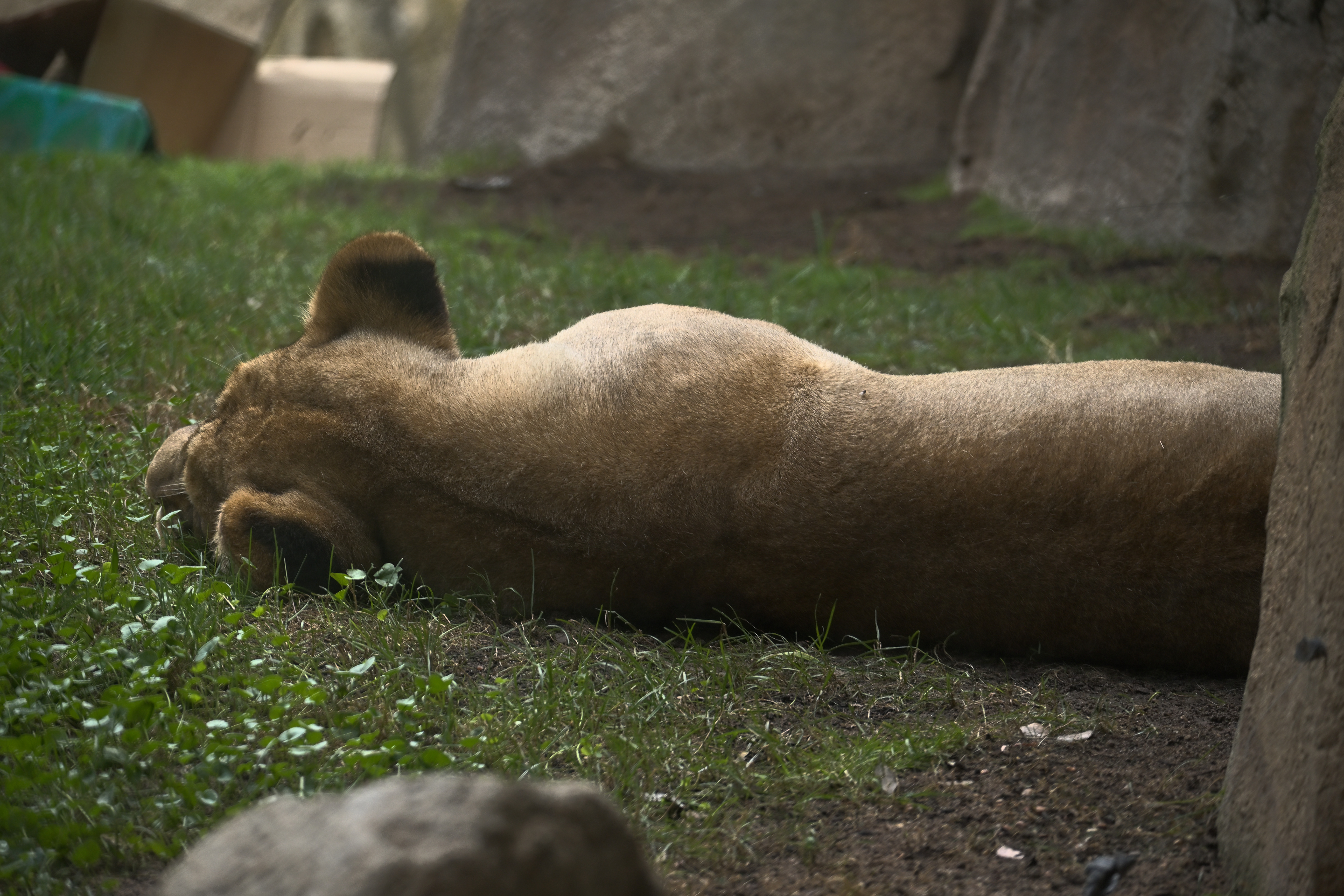 Ausgestreckter Löwe mit dem Kopf auf einer Vorderpfote im Gras des Bioparc Valencia