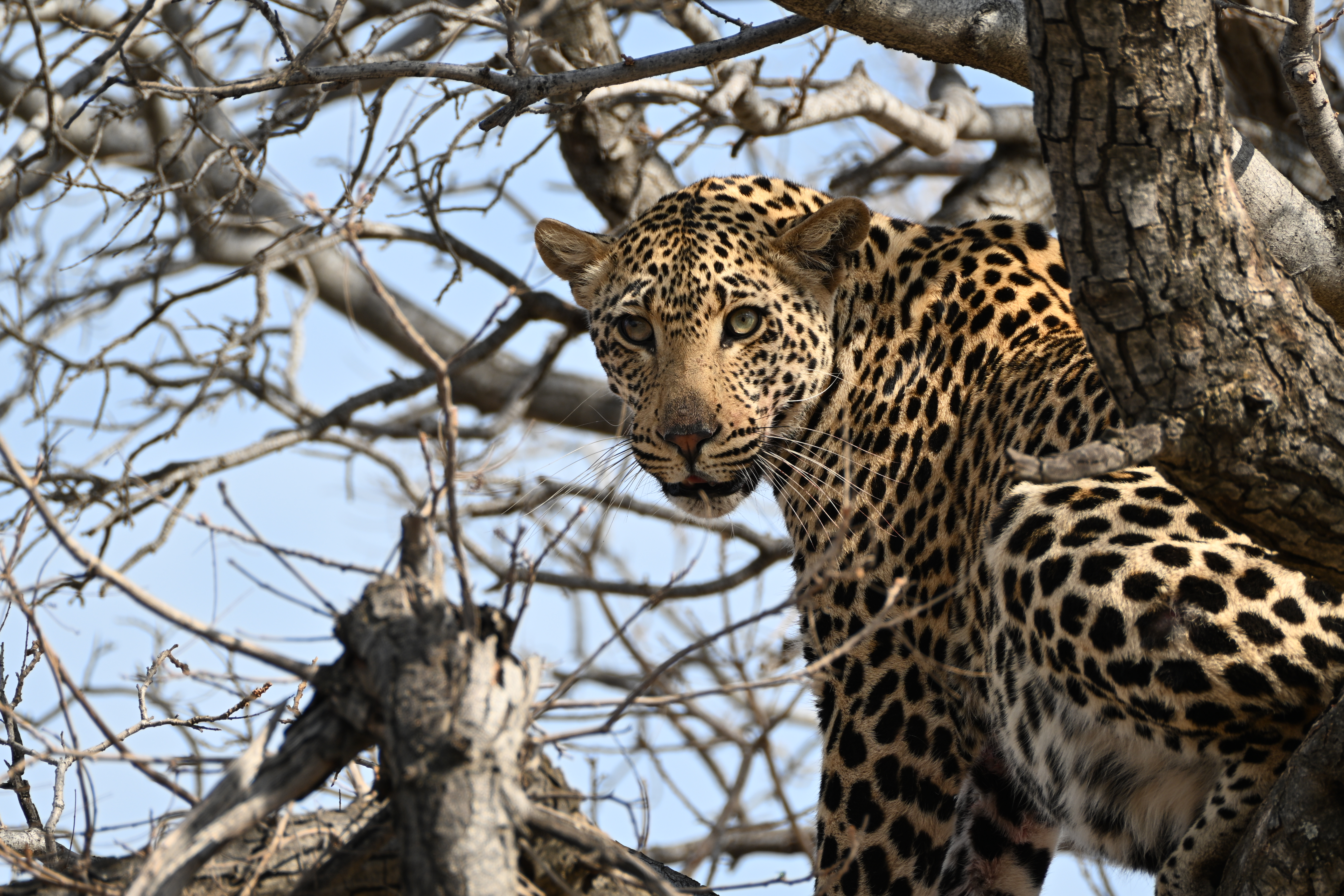 Leopard among bare tree branches, looking directly toward the camera in bright afternoon light.