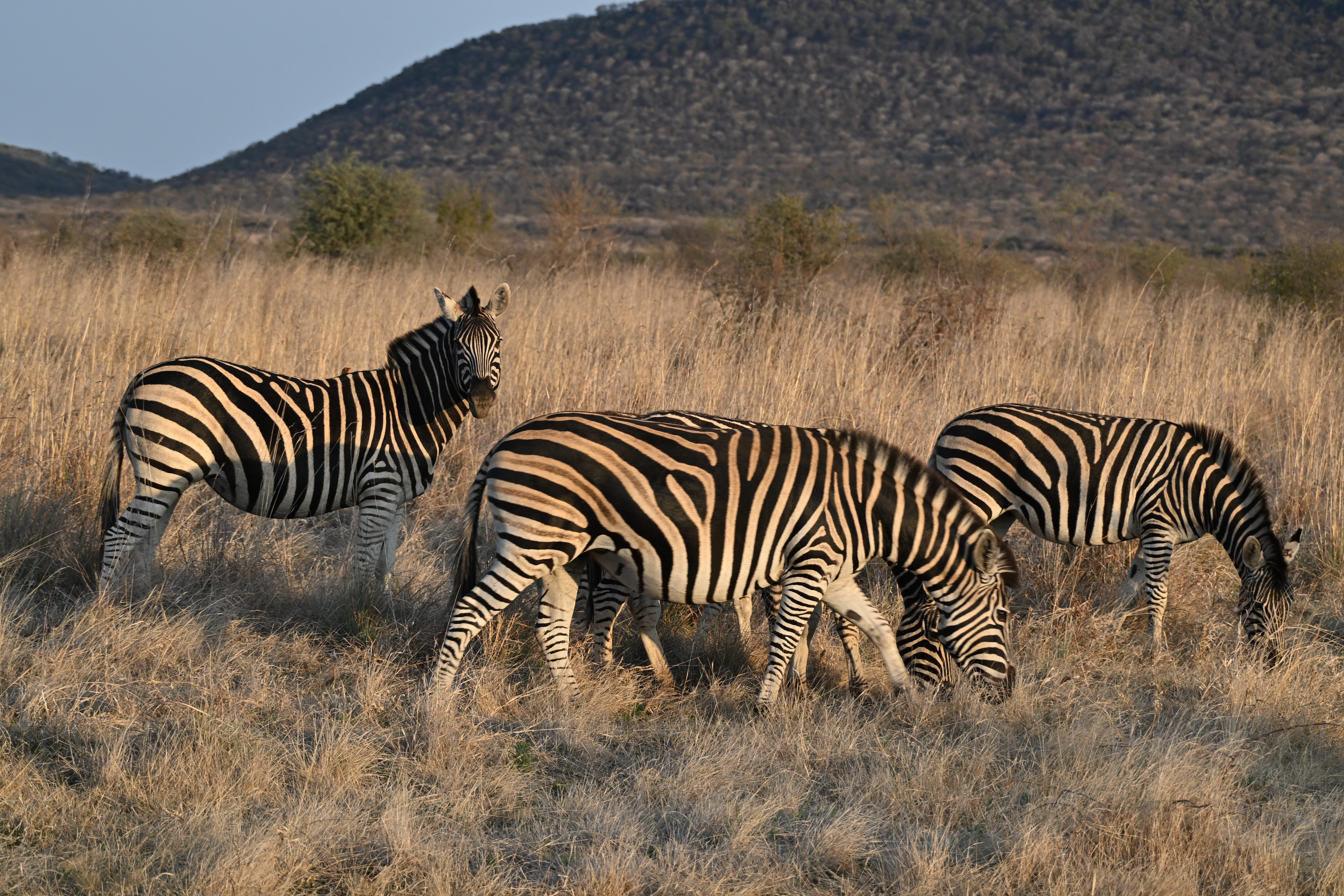 Several zebras graze in dry grassland before a scrub-covered hill while one looks towards the camera.