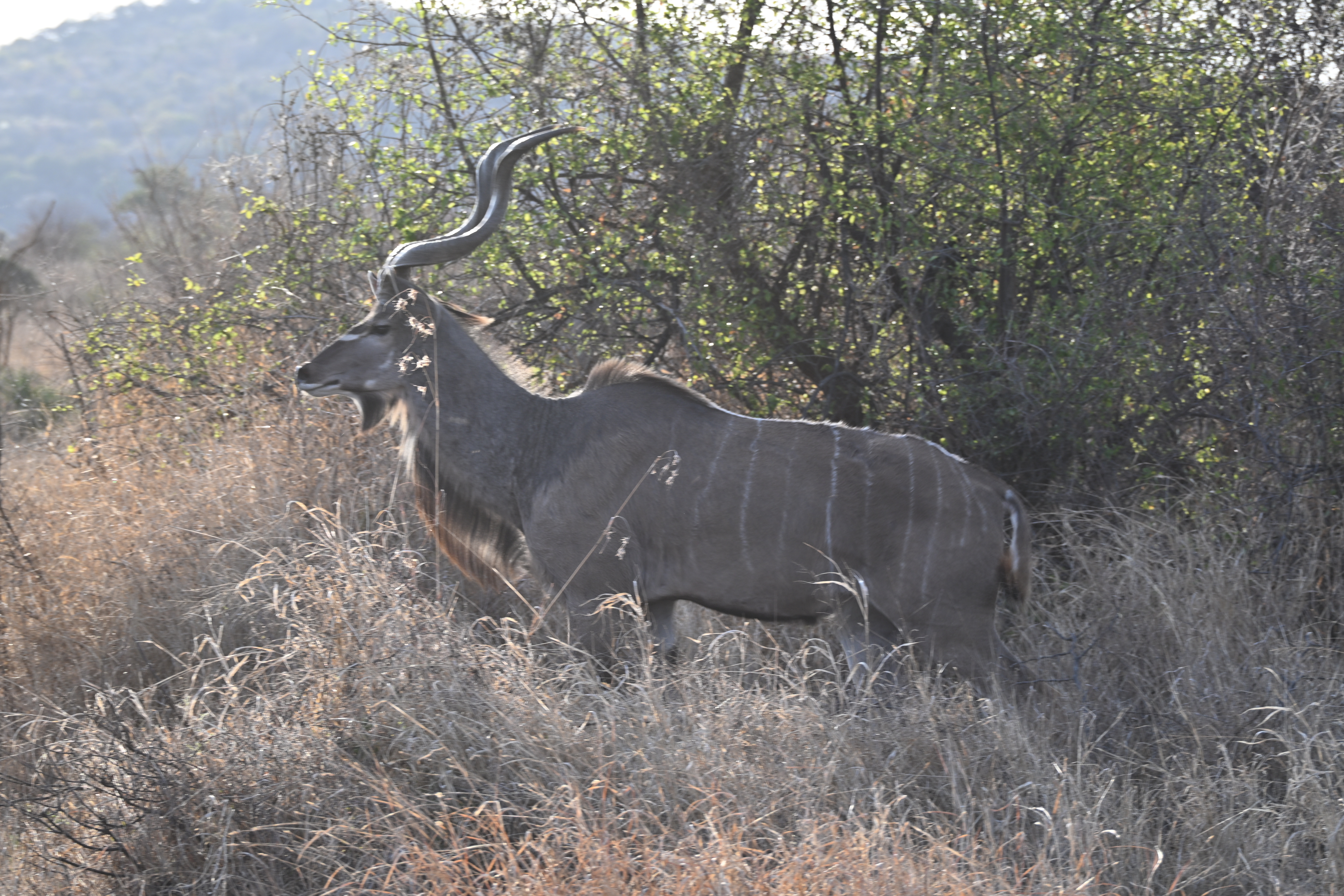Male greater kudu with long spiral horns standing in dry grass against dense scrub in South Africa