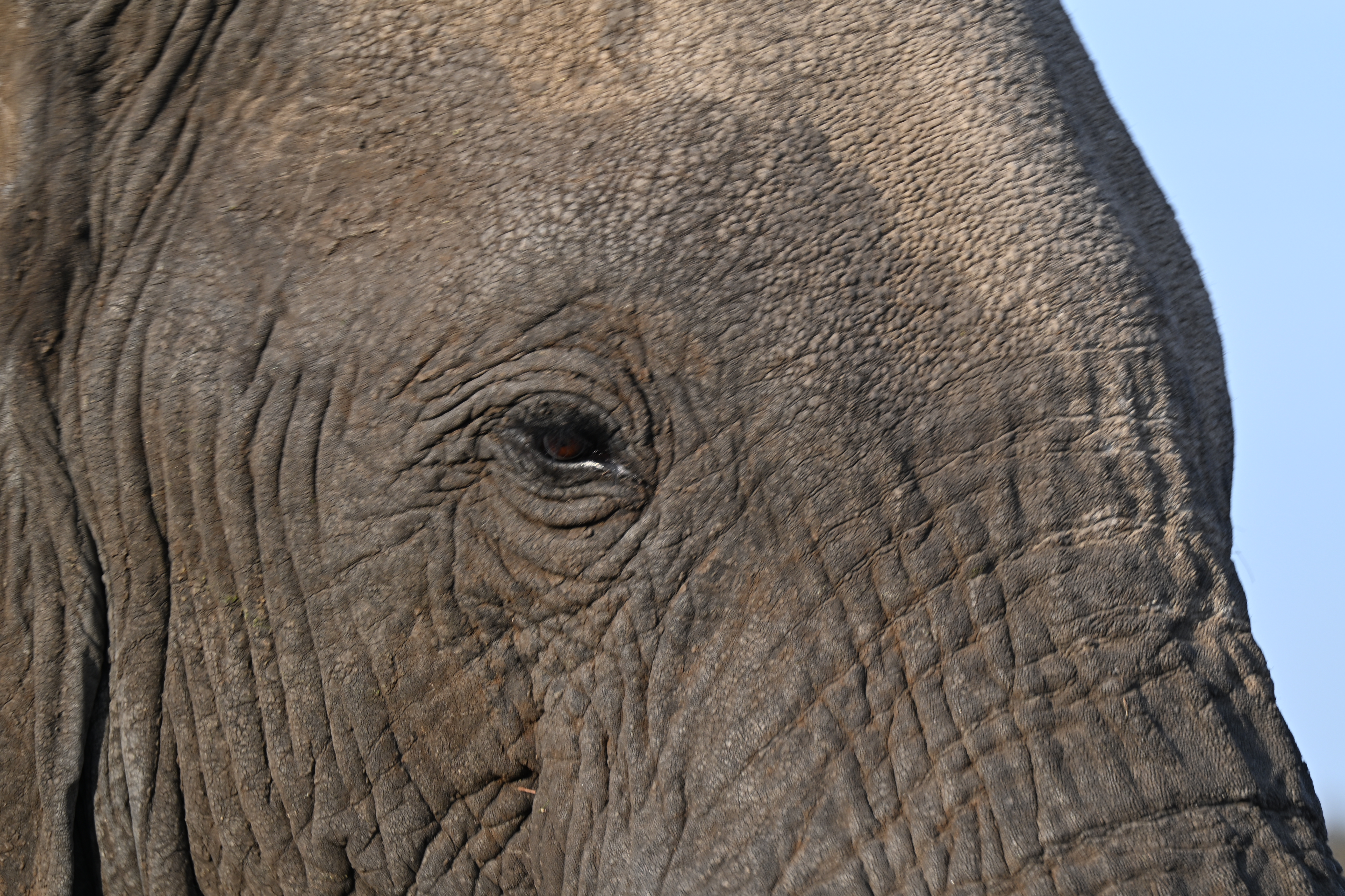 Close-up of an African elephant's eye and deeply wrinkled skin against a narrow strip of blue sky