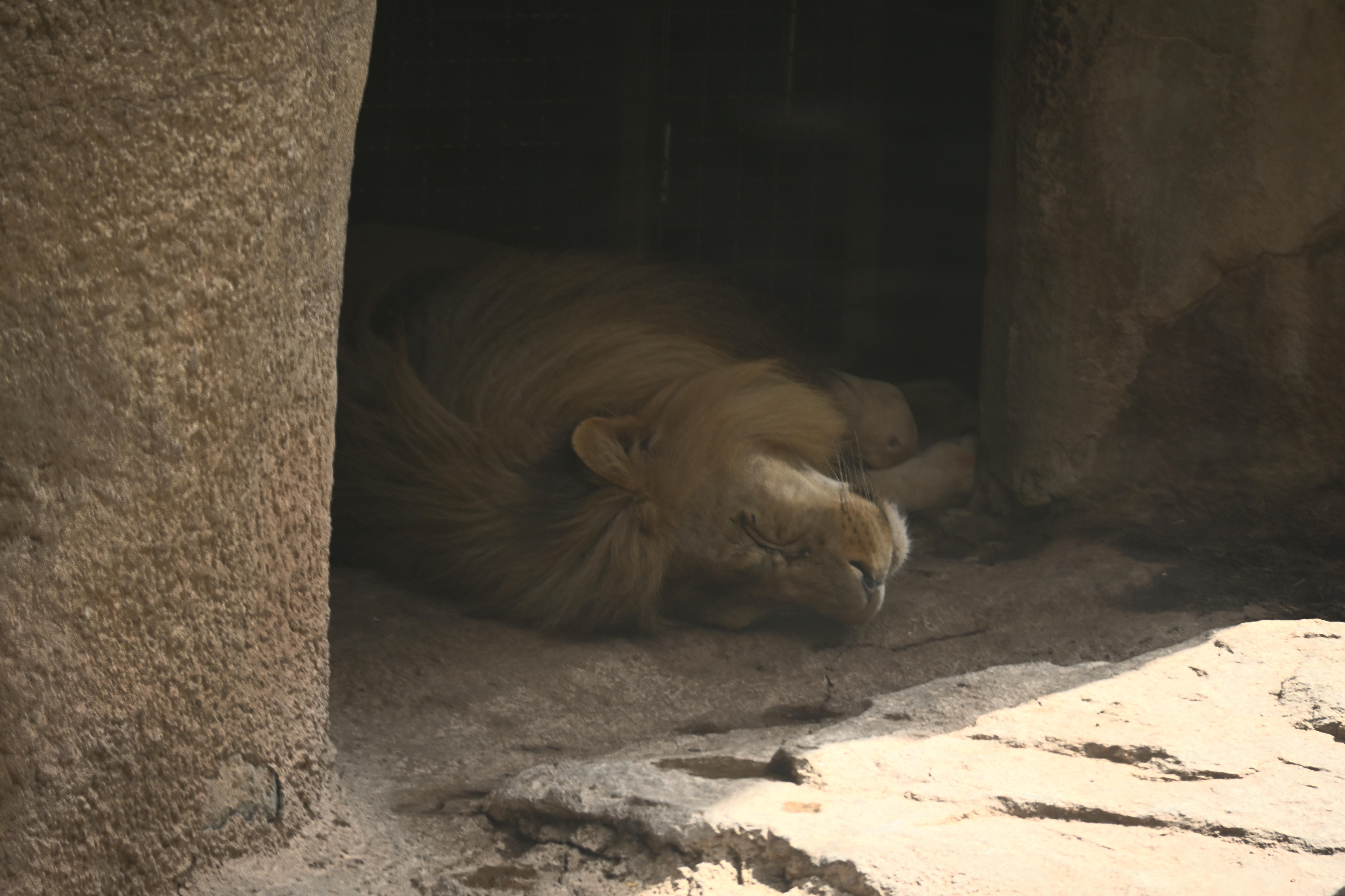 Männlicher Löwe mit geschlossenen Augen in einem schattigen Felsunterstand im Bioparc Valencia