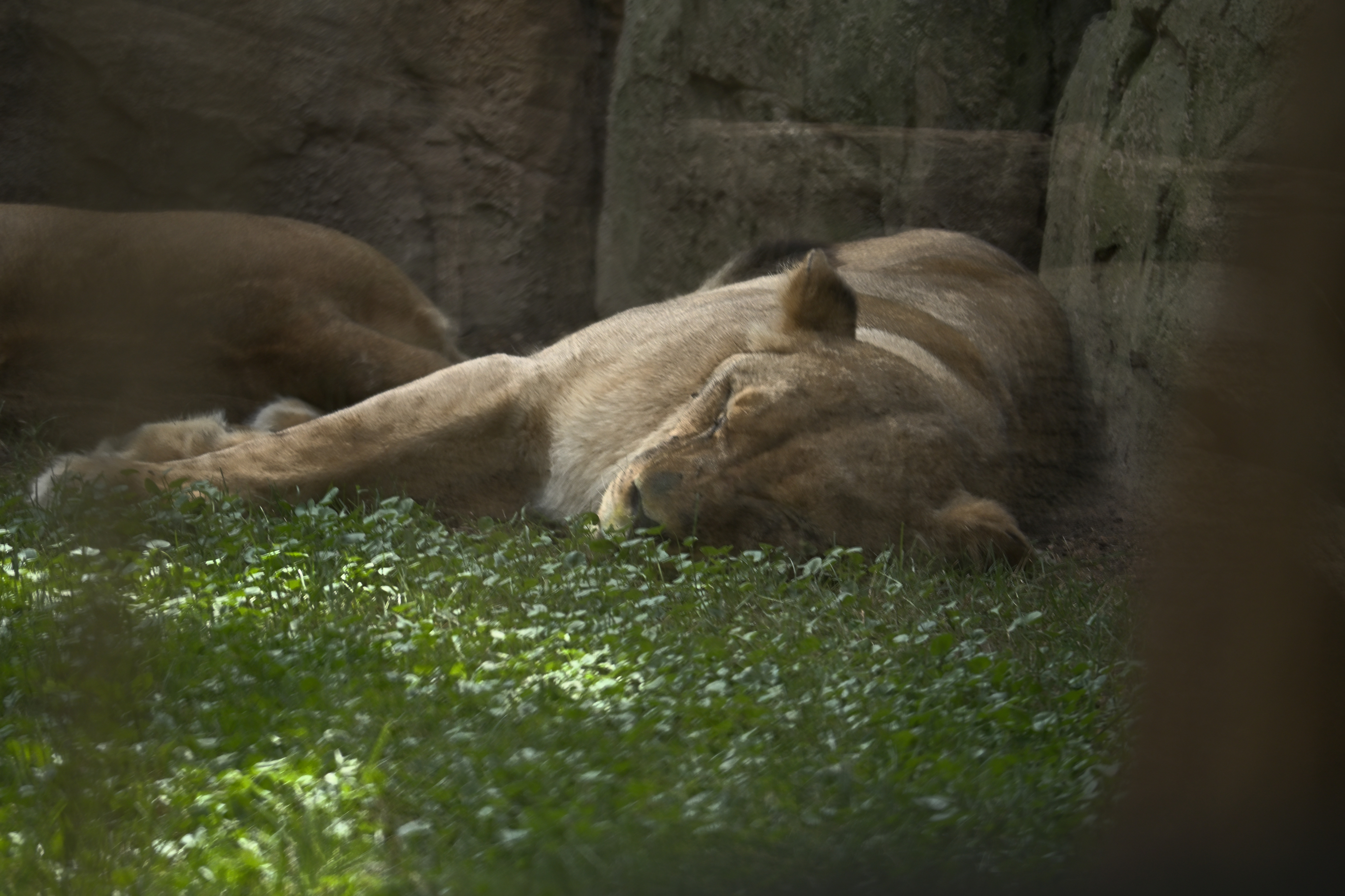 Ruhende Löwin mit geschlossenen Augen im Gras, weitere Löwen und Felsen im Hintergrund des Bioparc Valencia.