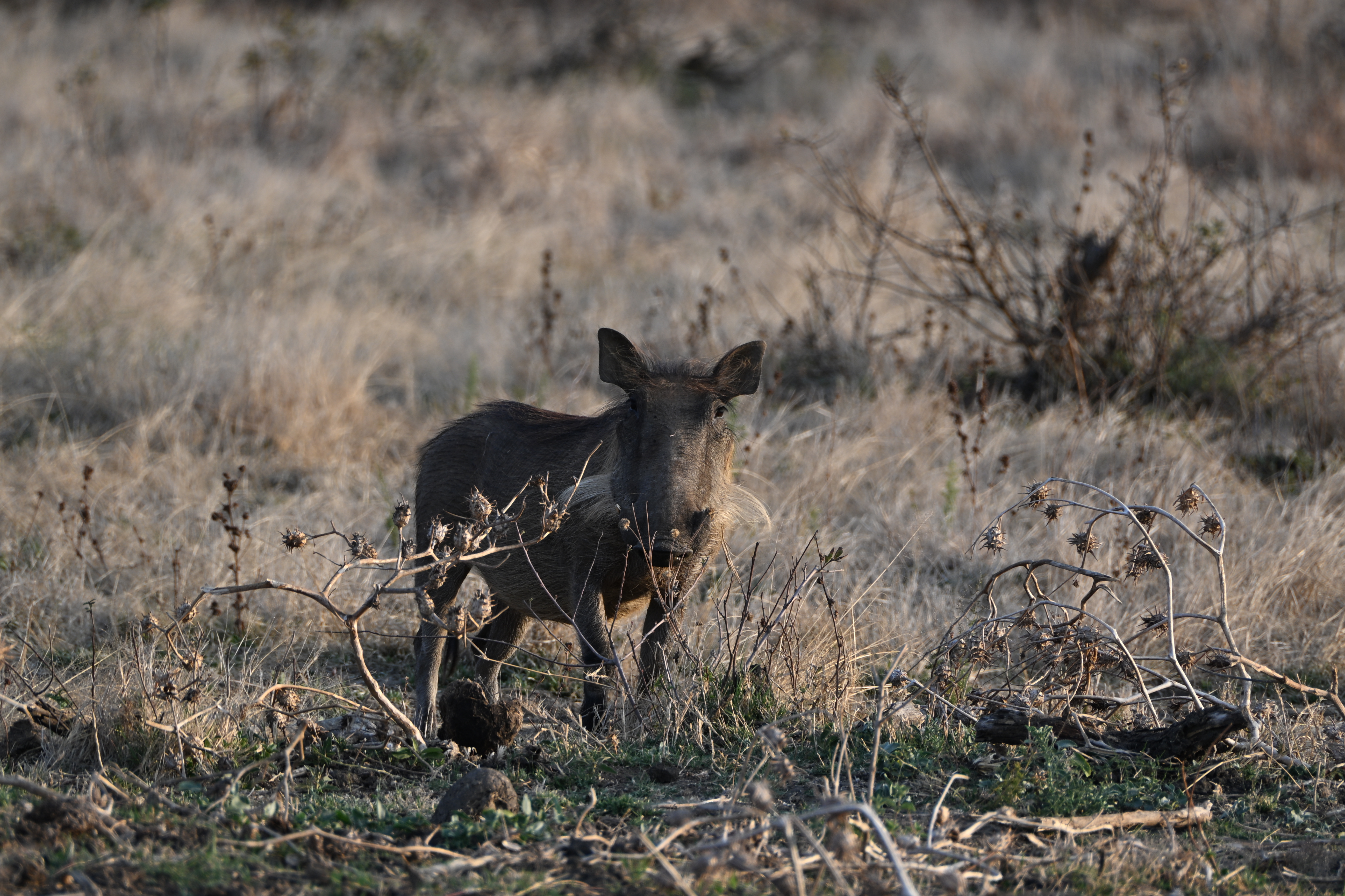 Warthog among dry grass and bare branches in side lighting during the evening
