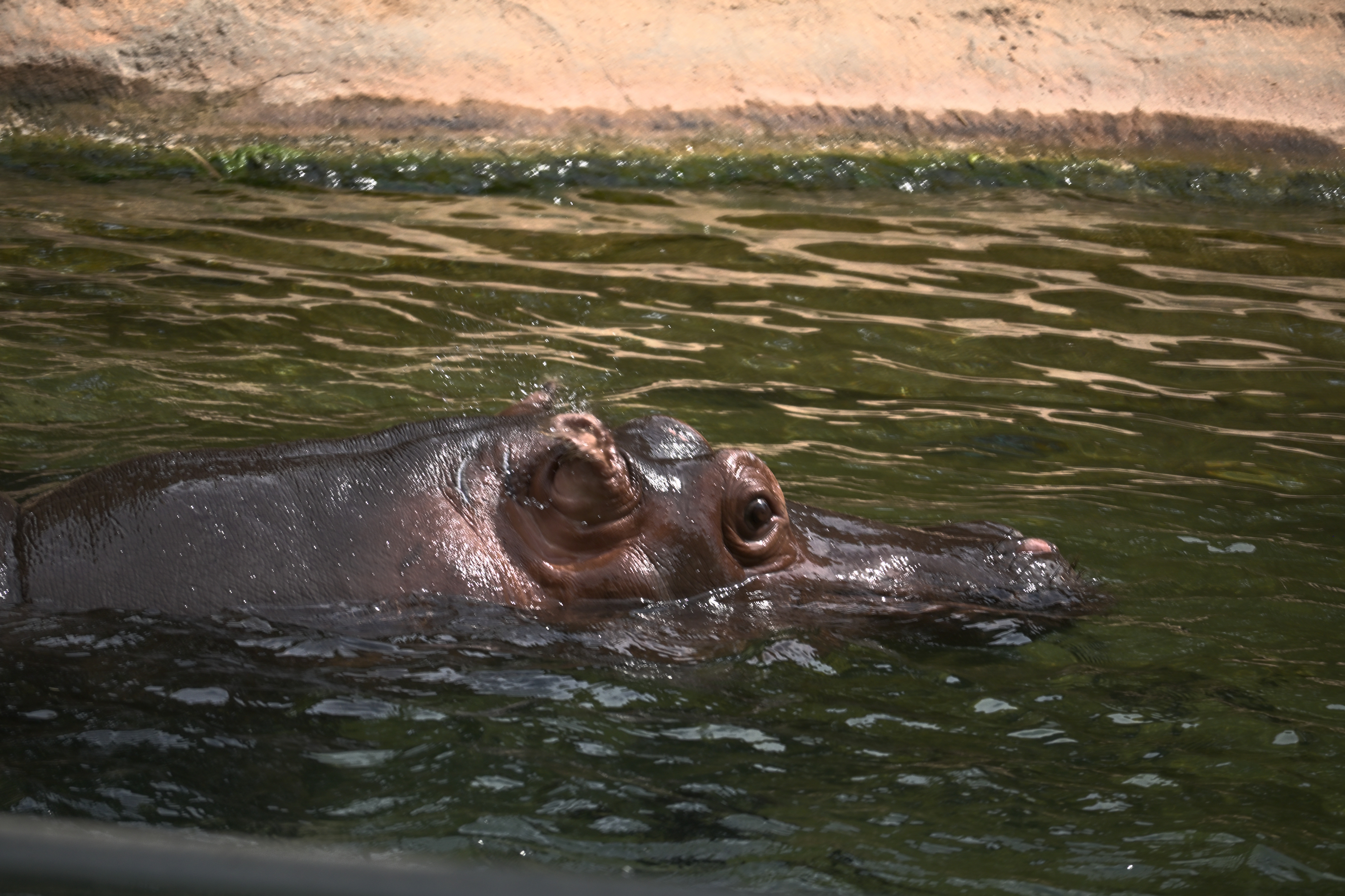Flusspferd schwimmt mit Augen, Ohren und Nasenlöchern über der Wasseroberfläche im Bioparc Valencia.