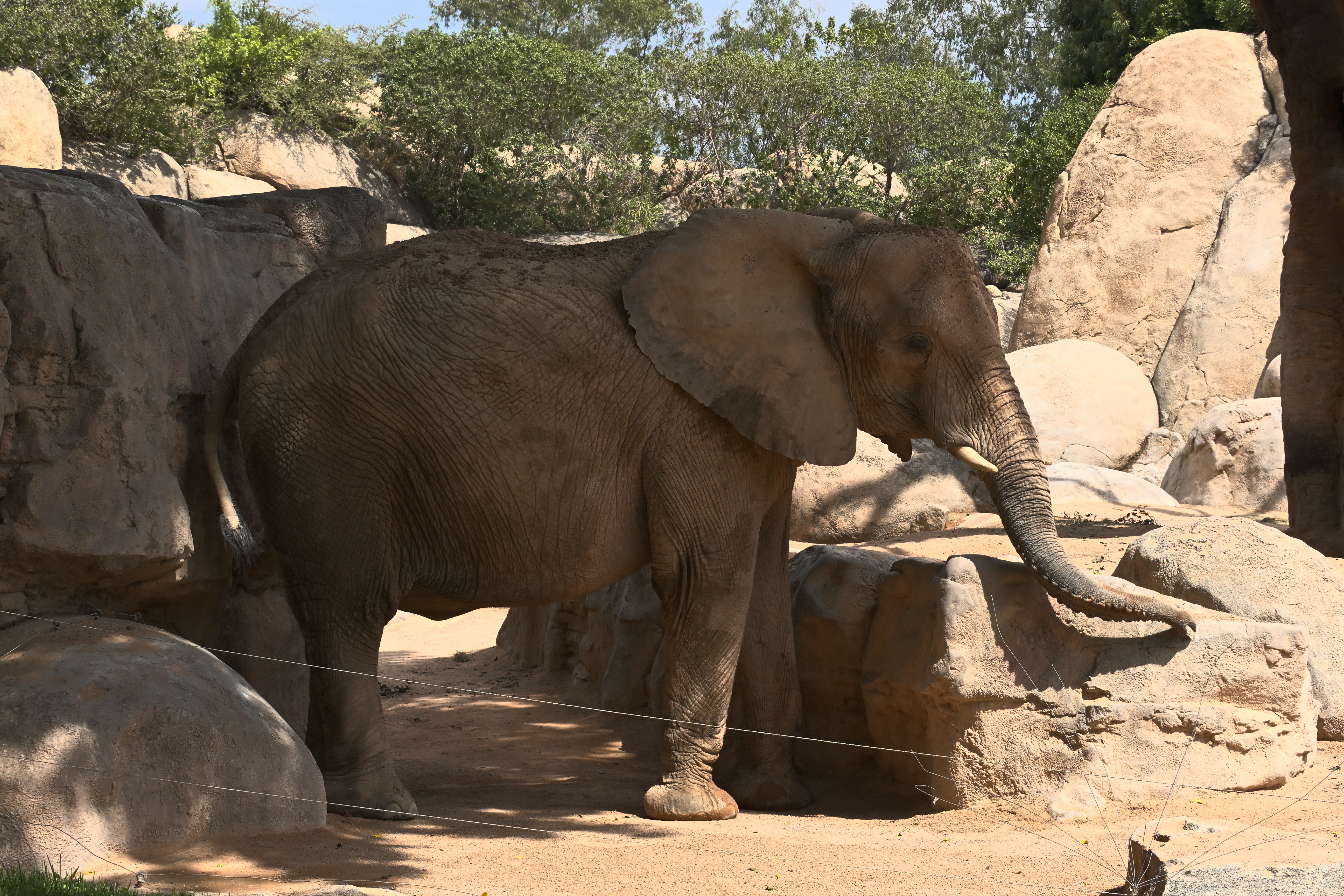 Afrikanischer Elefant mit ausgestrecktem Rüssel zwischen Felsen und Bäumen im Bioparc Valencia