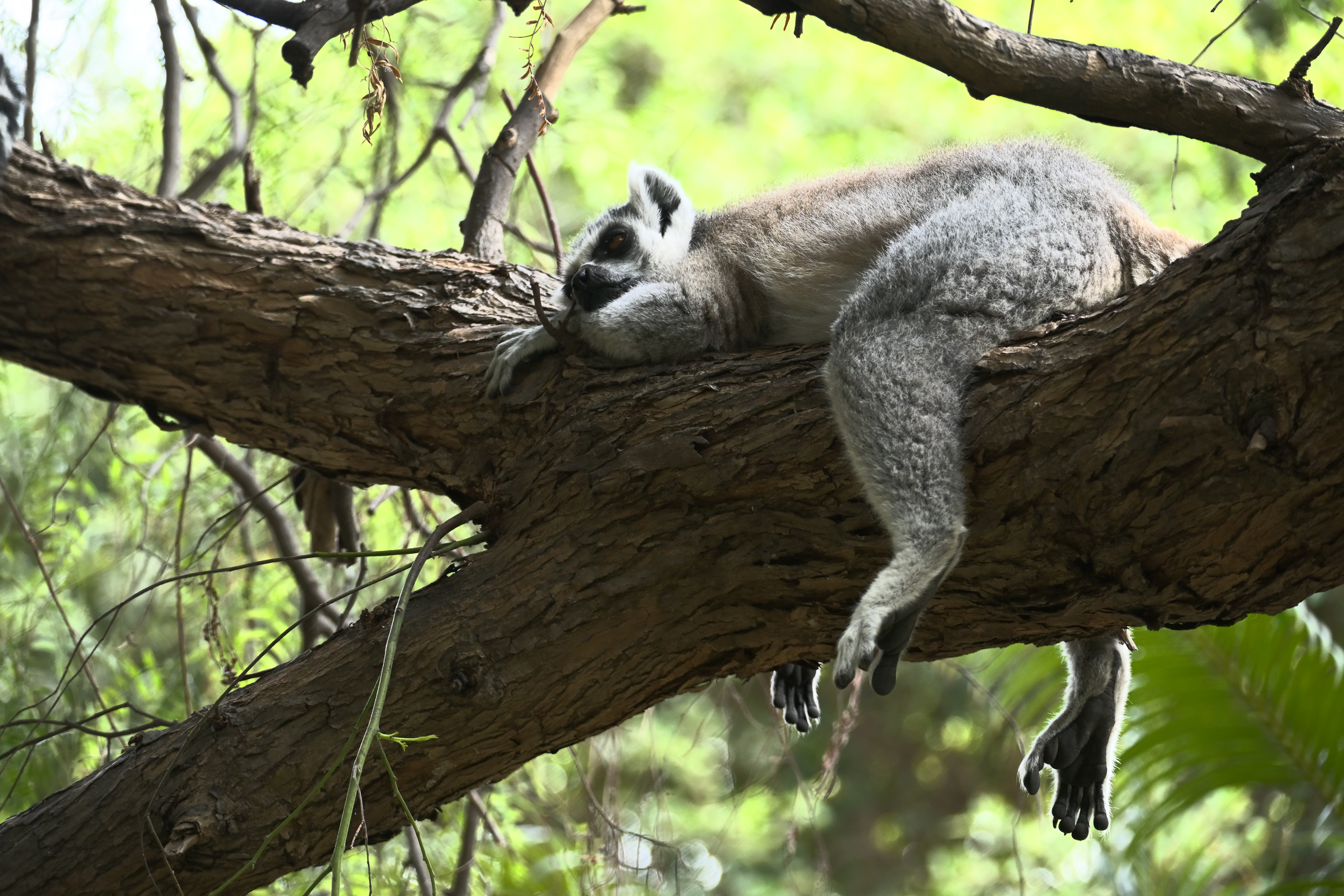 Ein Katta ruht ausgestreckt auf einem dicken Baumstamm im Bioparc Valencia und lässt Arme und Beine herabhängen.
