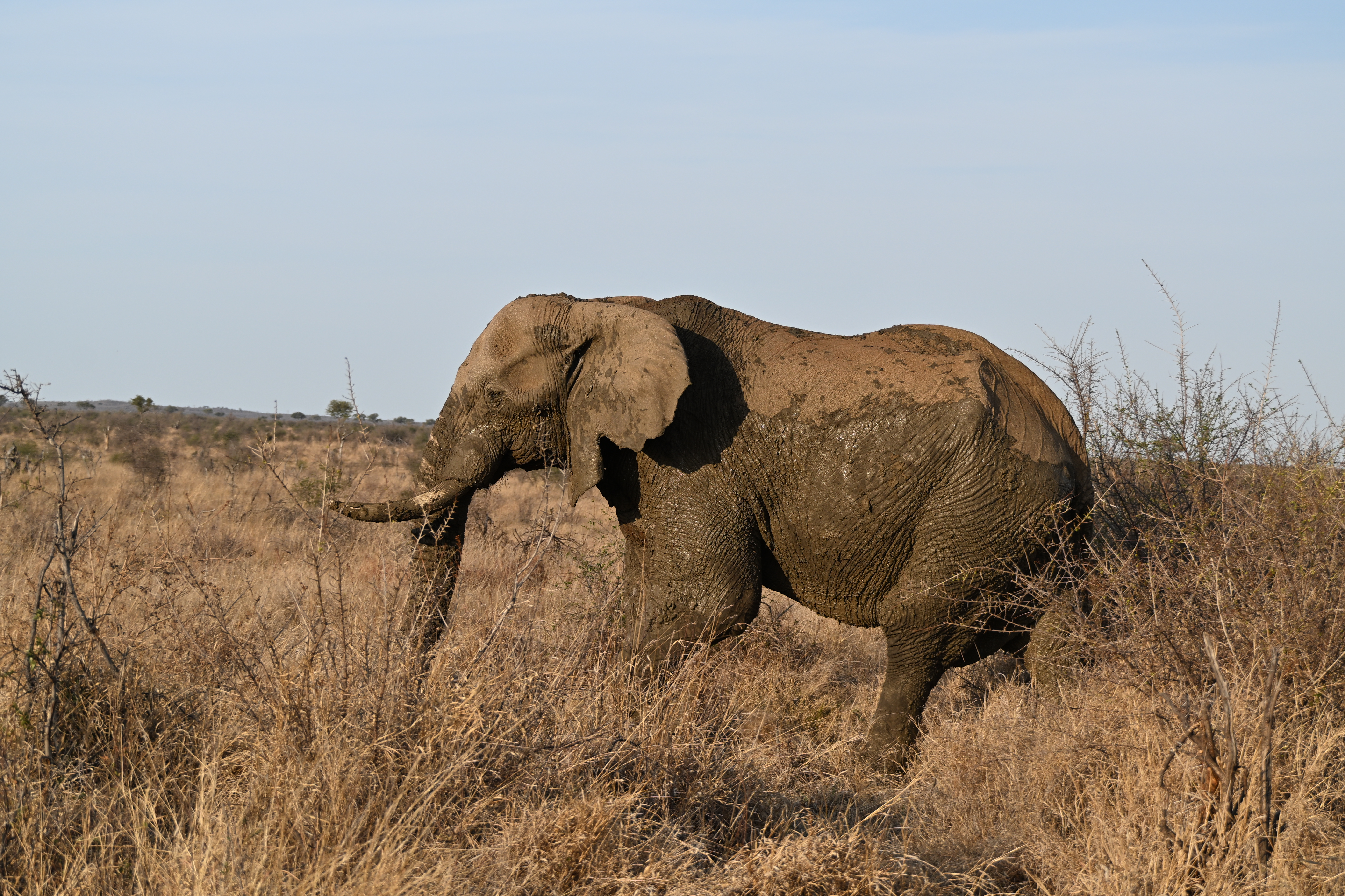 African elephant with mud-covered skin walking through dry grass and thorny bushland in South Africa.