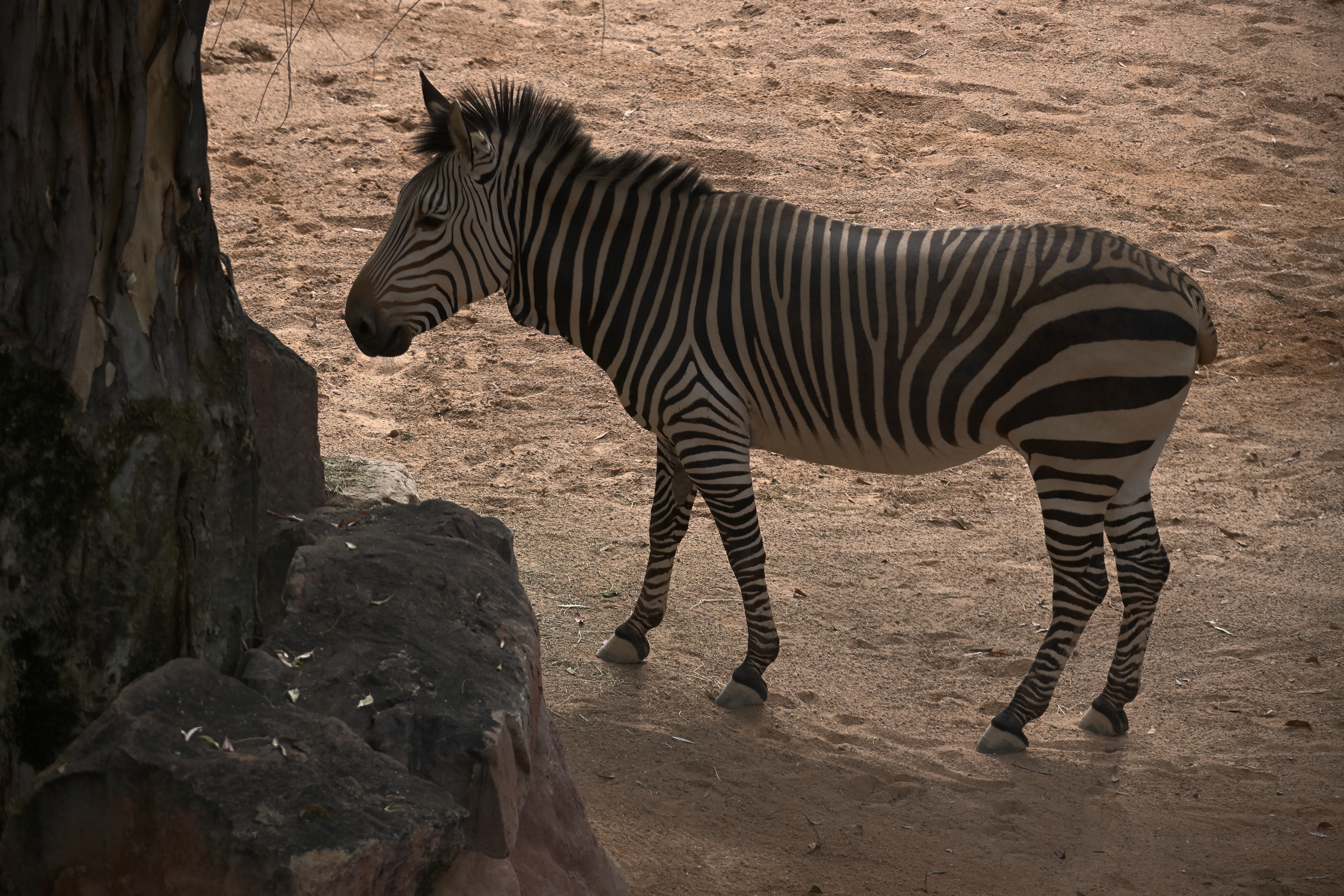 Zebra im Seitenprofil auf sandigem Boden neben einem großen Baumstamm im Bioparc Valencia