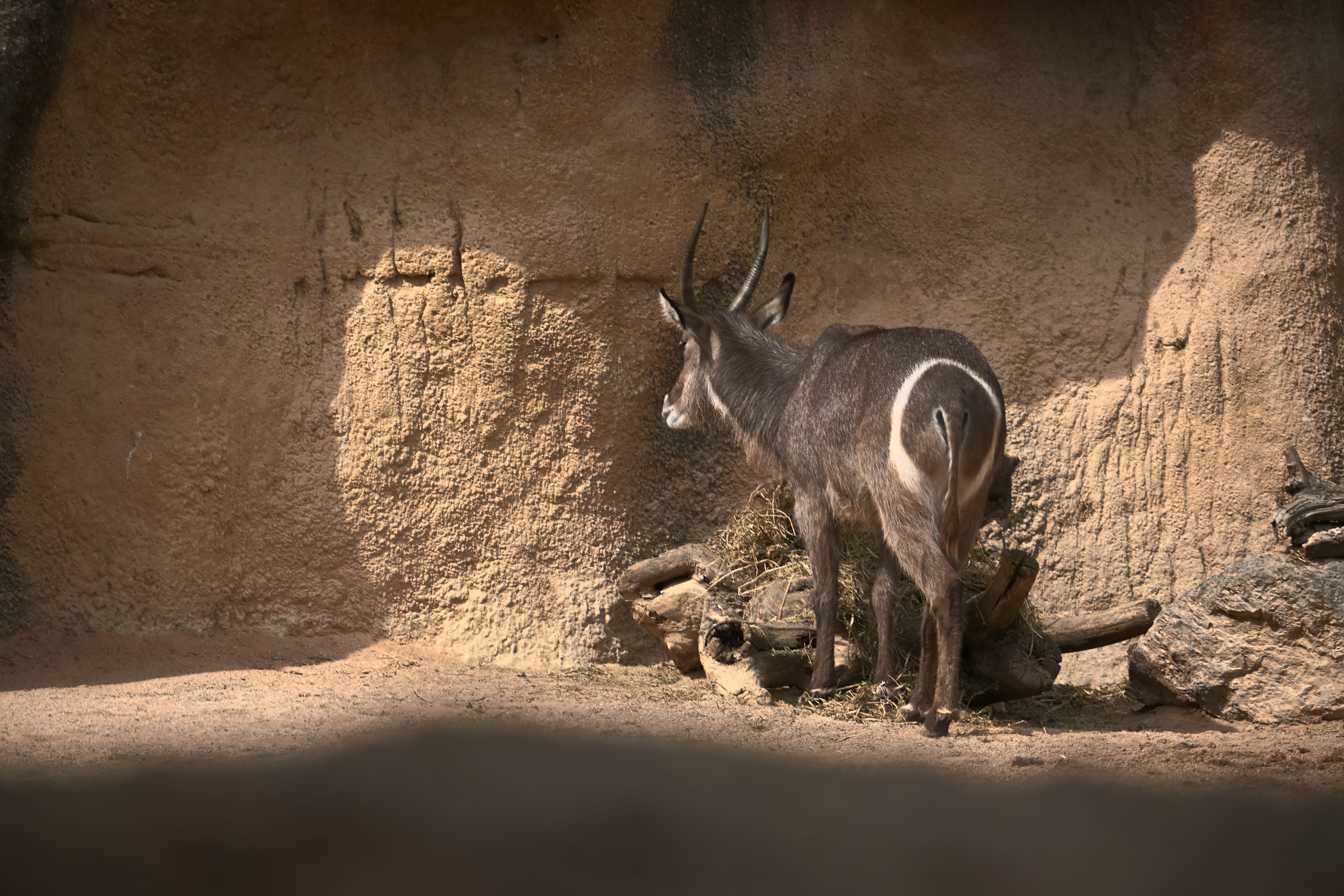 Wasserbock mit langen Hörnern neben Heu und Holz vor einer sonnenbeschienenen Felswand im Bioparc Valencia.