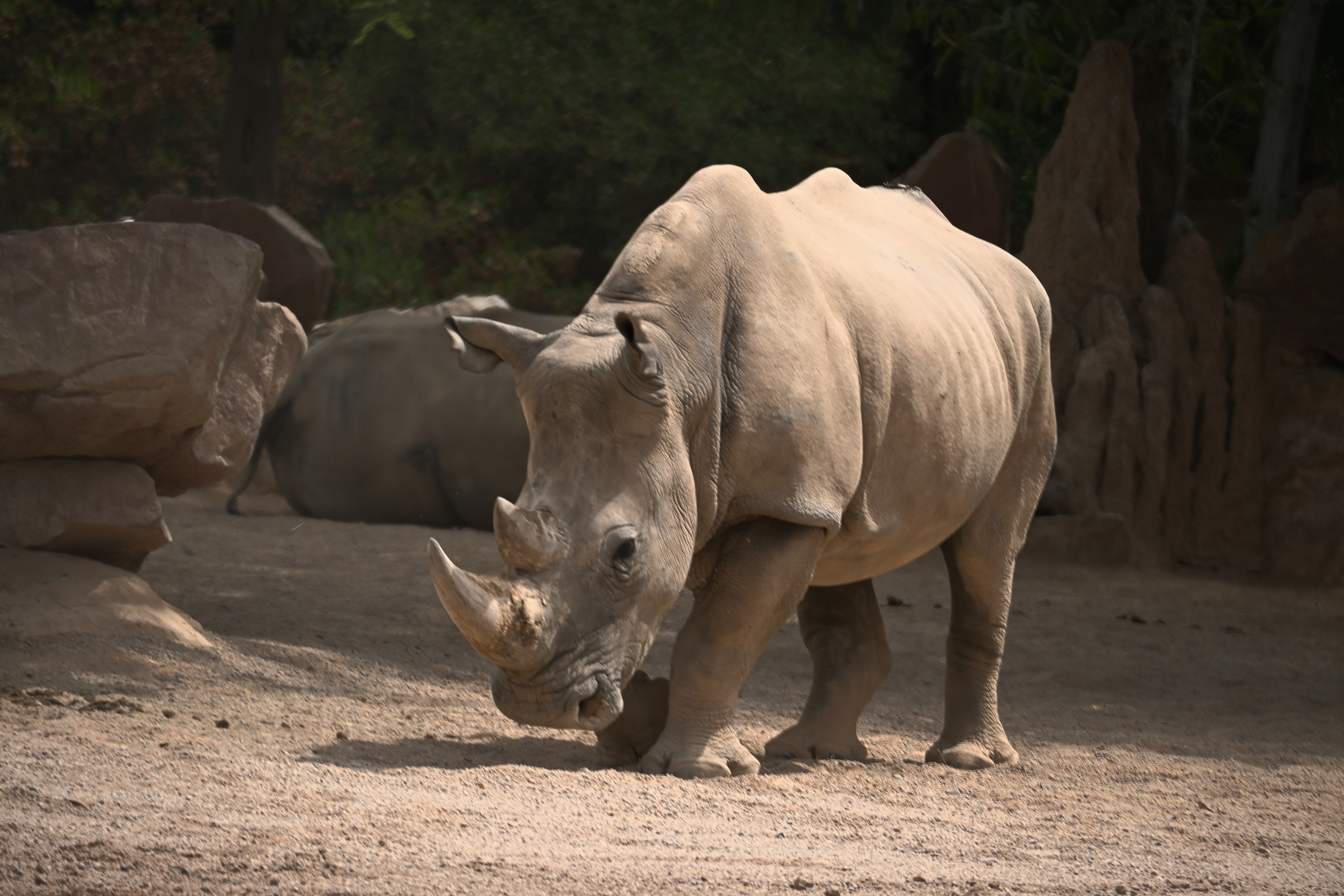 Breitmaulnashorn mit gesenktem Kopf auf sandigem Boden, dahinter ein ruhendes Nashorn zwischen Felsen im Bioparc Valencia