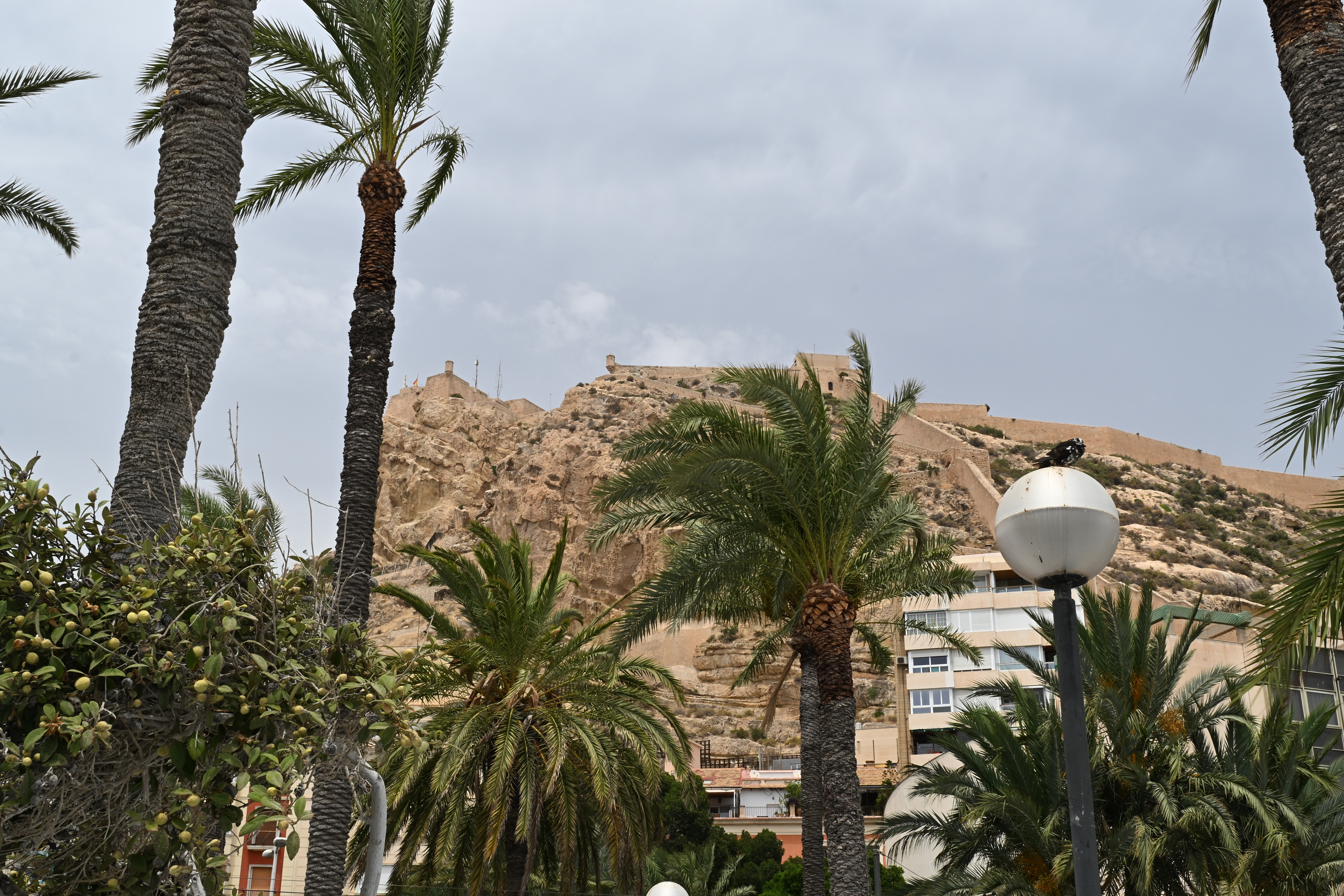 Castillo de Santa Bárbara auf dem felsigen Benacantil, eingerahmt von Palmen und Gebäuden unter bewölktem Himmel