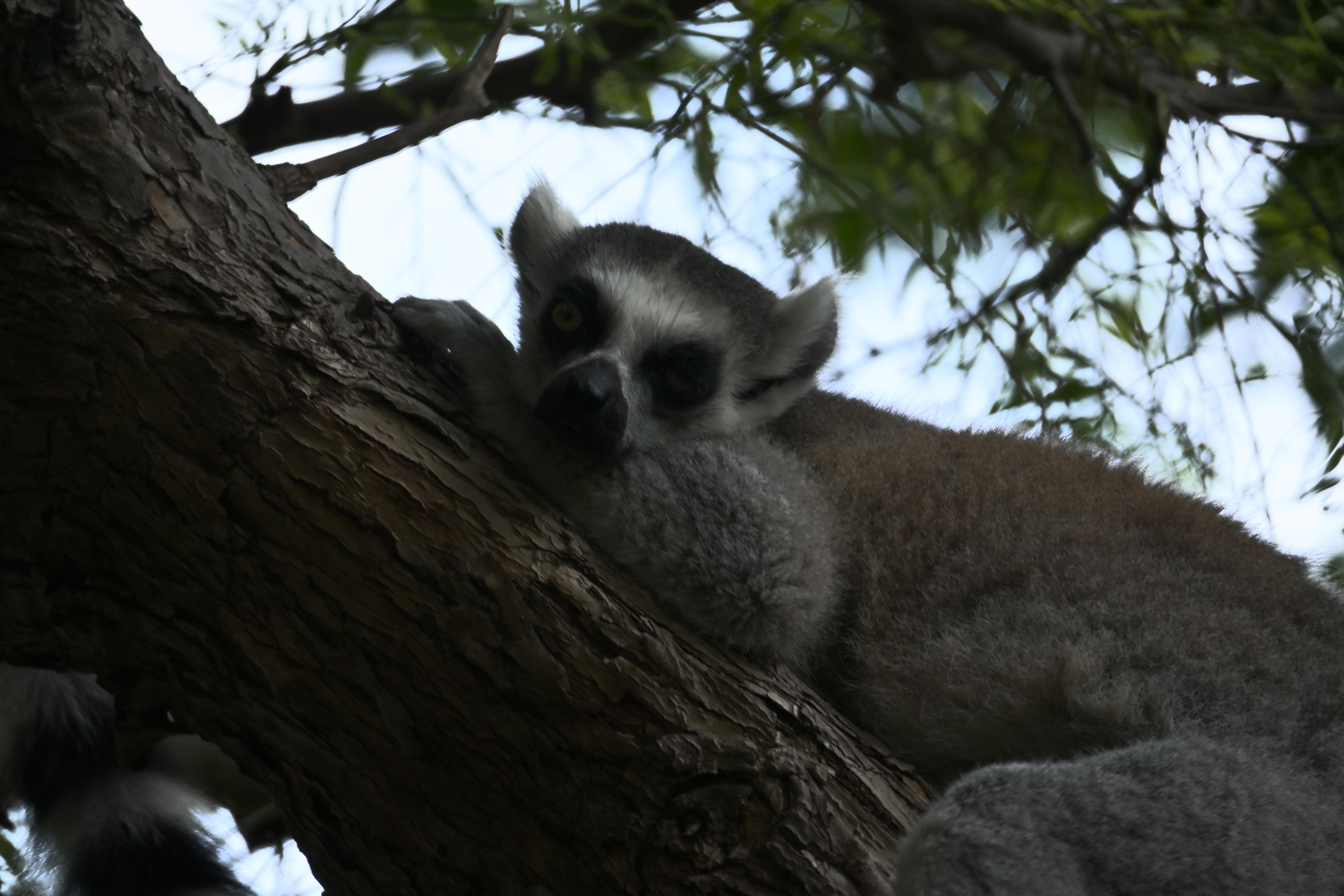 Katta mit schwarz-weißer Gesichtszeichnung ruht zwischen grünen Blättern auf einem Baum im Bioparc Valencia.