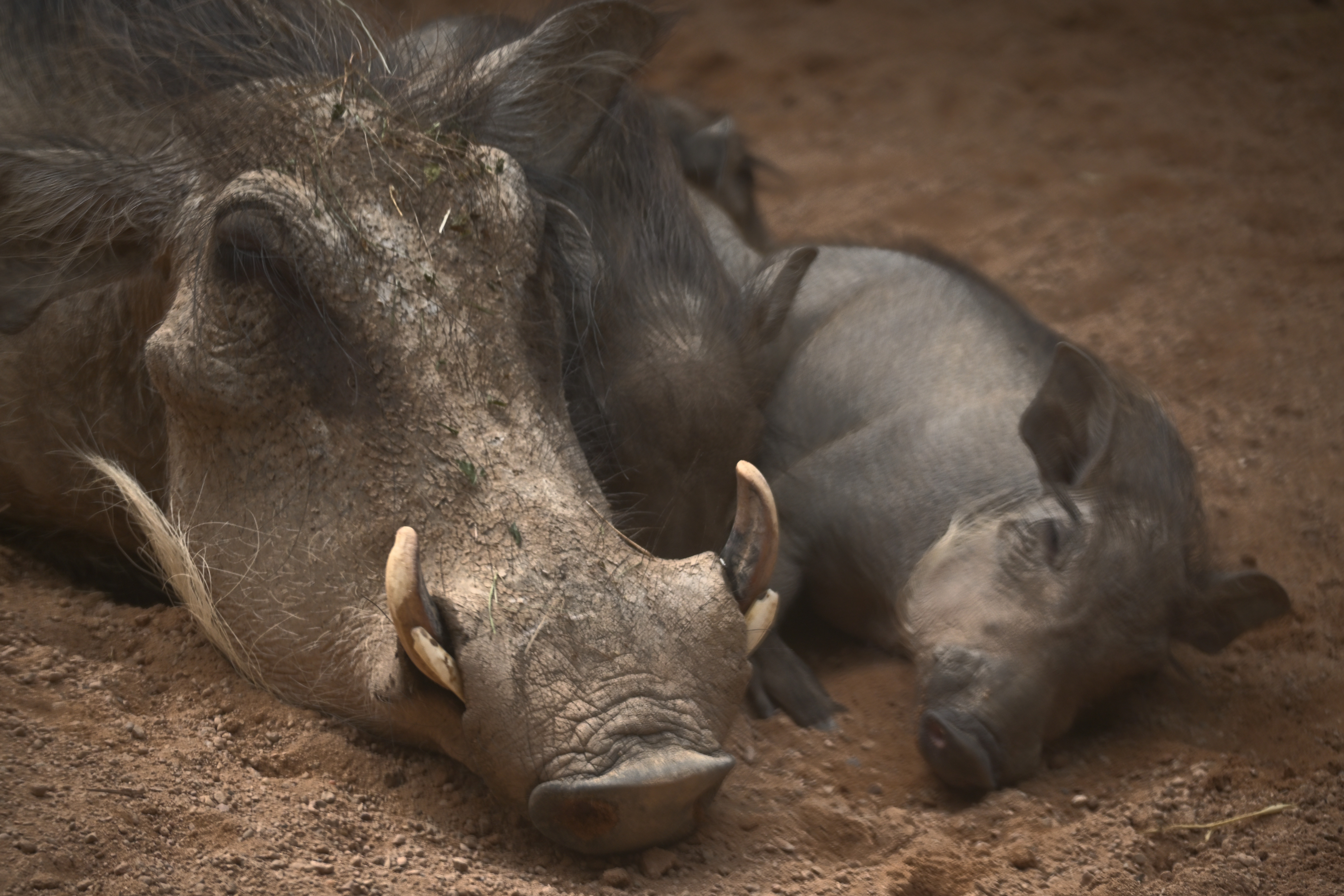 Ausgewachsenes Warzenschwein und Jungtier ruhen nebeneinander auf trockenem Boden im Bioparc Valencia.