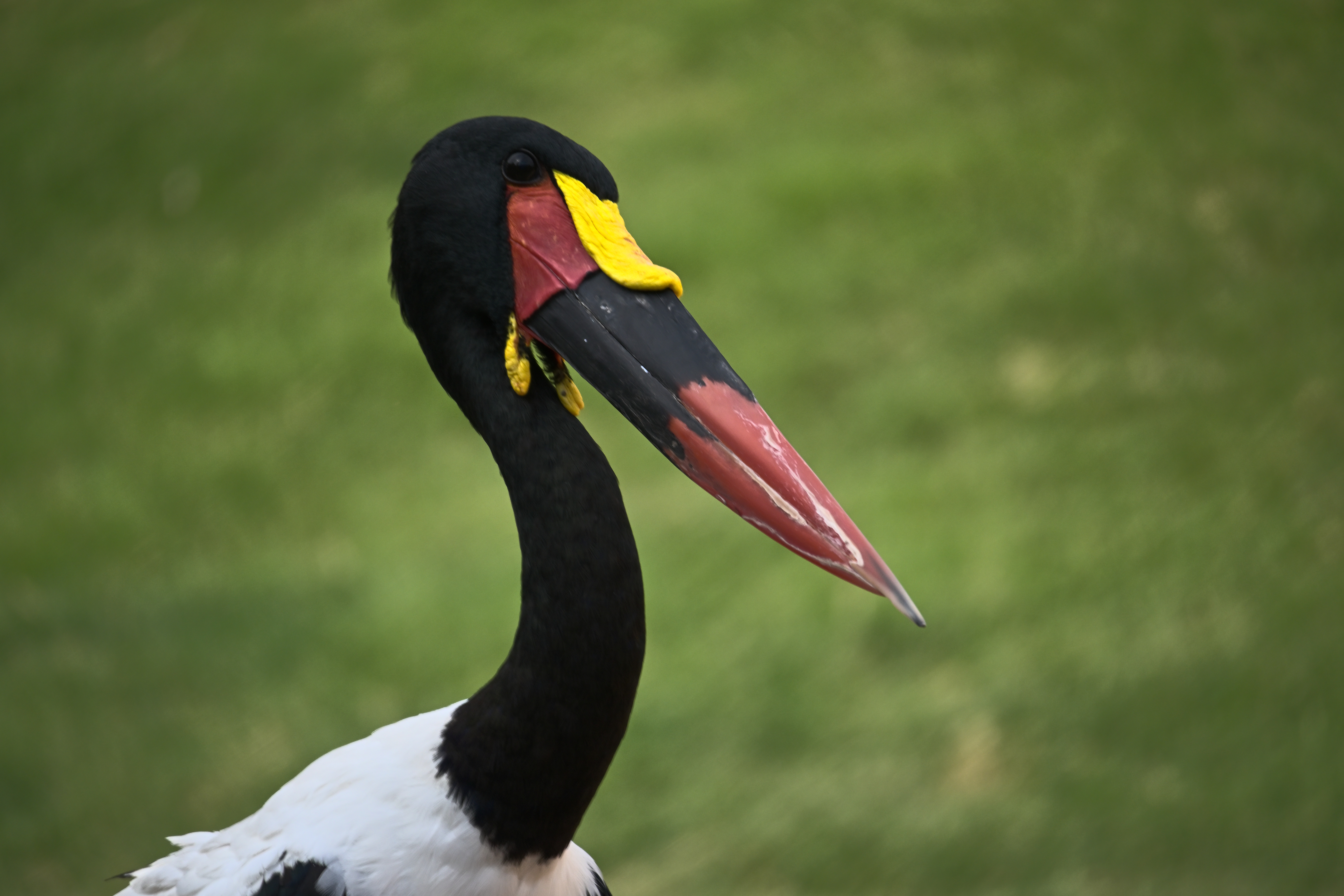 Sattelstorch mit schwarzem Hals und langem rot-schwarzem Schnabel vor unscharfem grünem Hintergrund im Bioparc Valencia