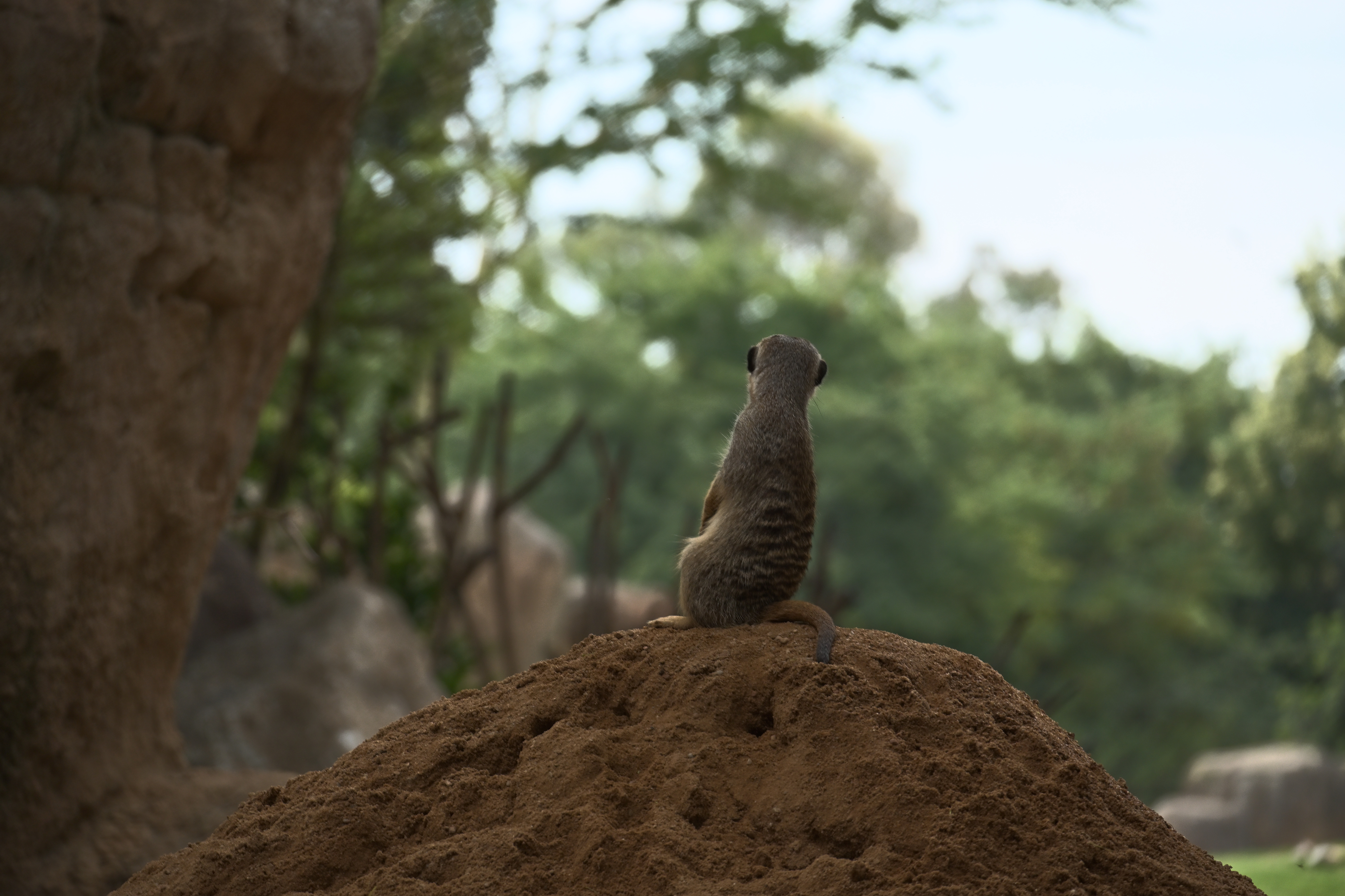 Aufrecht sitzendes Erdmännchen auf einem Erdhügel vor unscharfer grüner Vegetation im Bioparc Valencia
