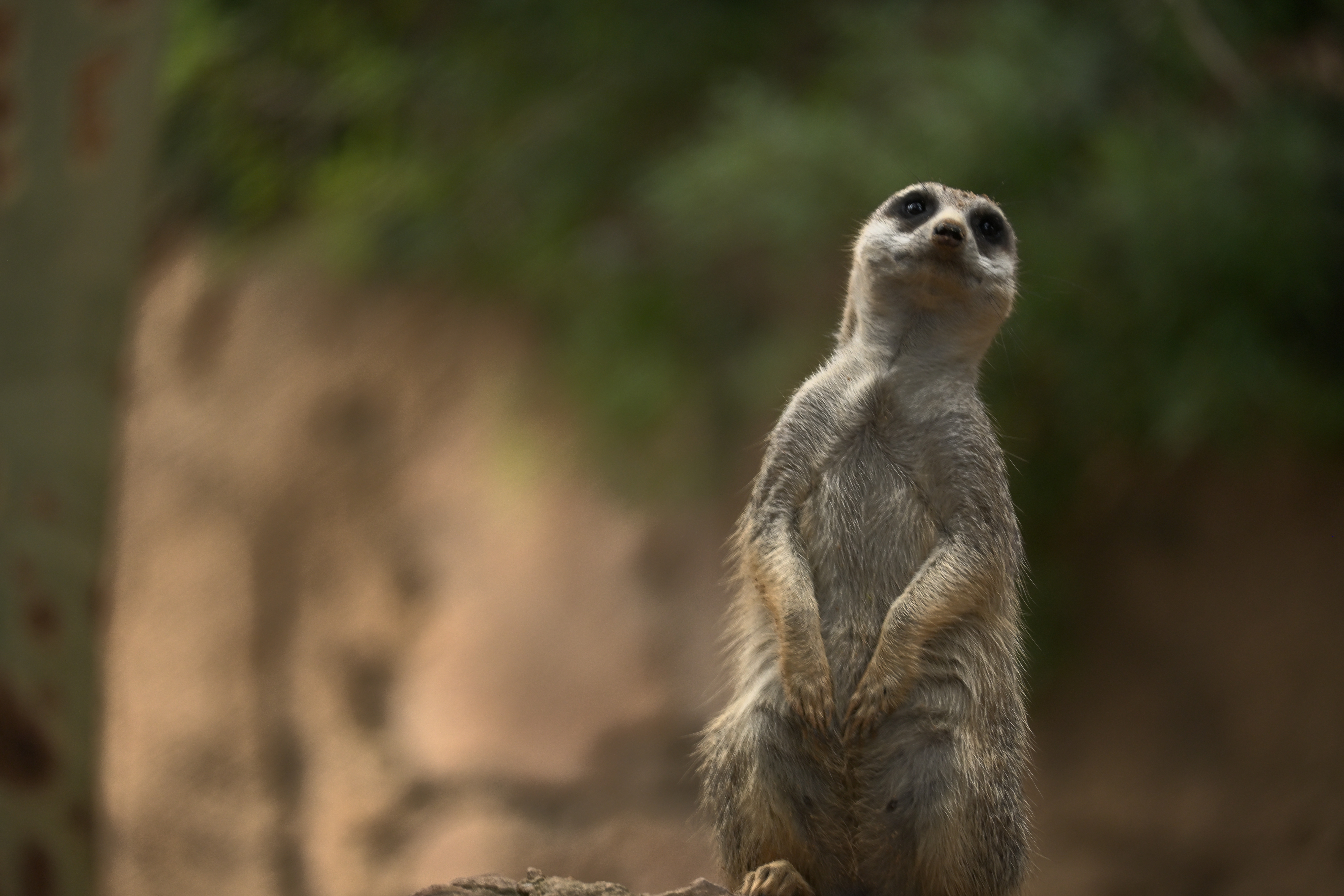 Aufrecht stehendes Erdmännchen auf einem Felsen vor unscharfem grün-braunem Hintergrund im Bioparc Valencia