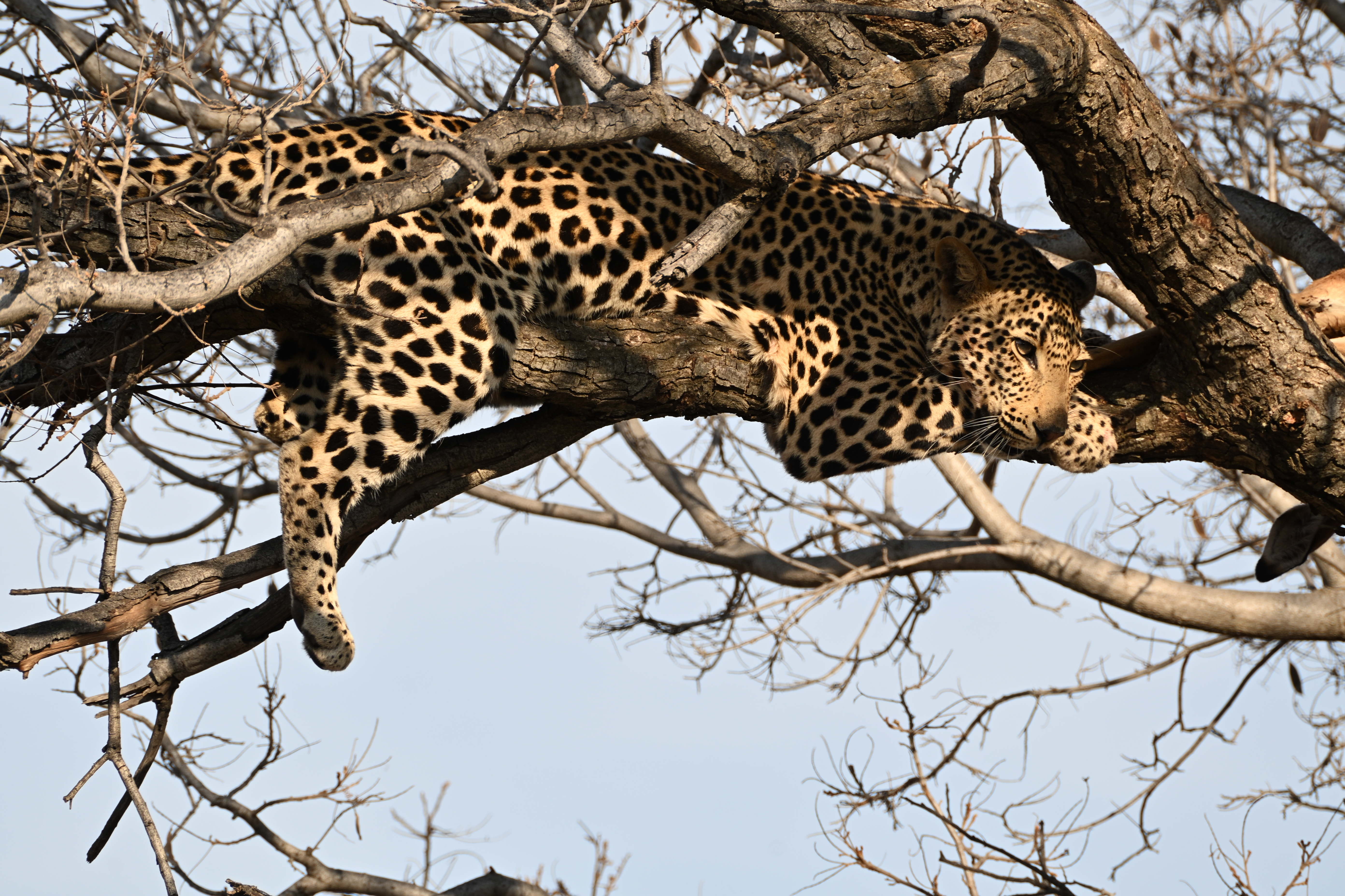 Leopard stretched across a tree, with its head resting on its front paws and one hind leg hanging from the branch.