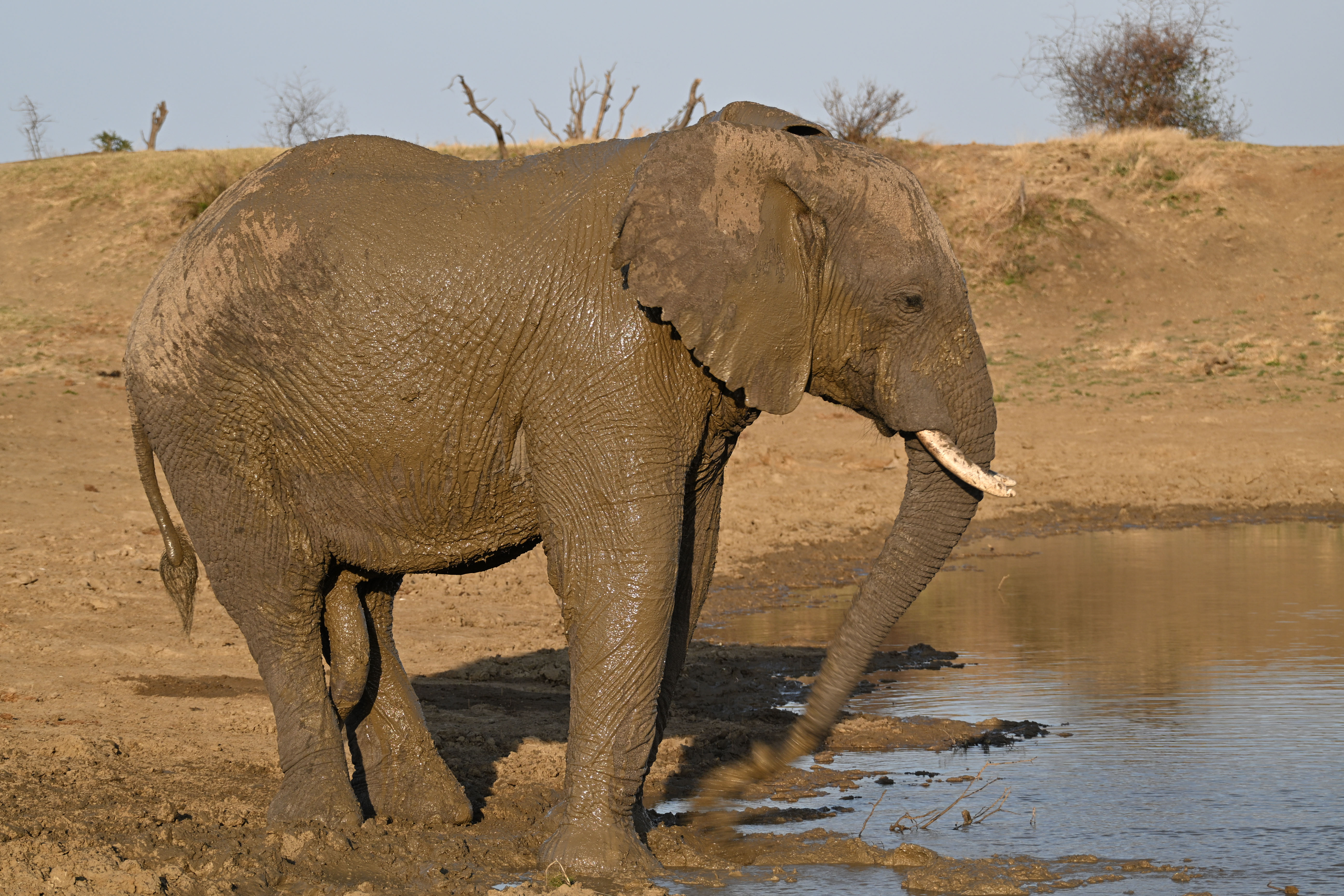 Mud-covered African elephant with its trunk extended at the edge of a waterhole