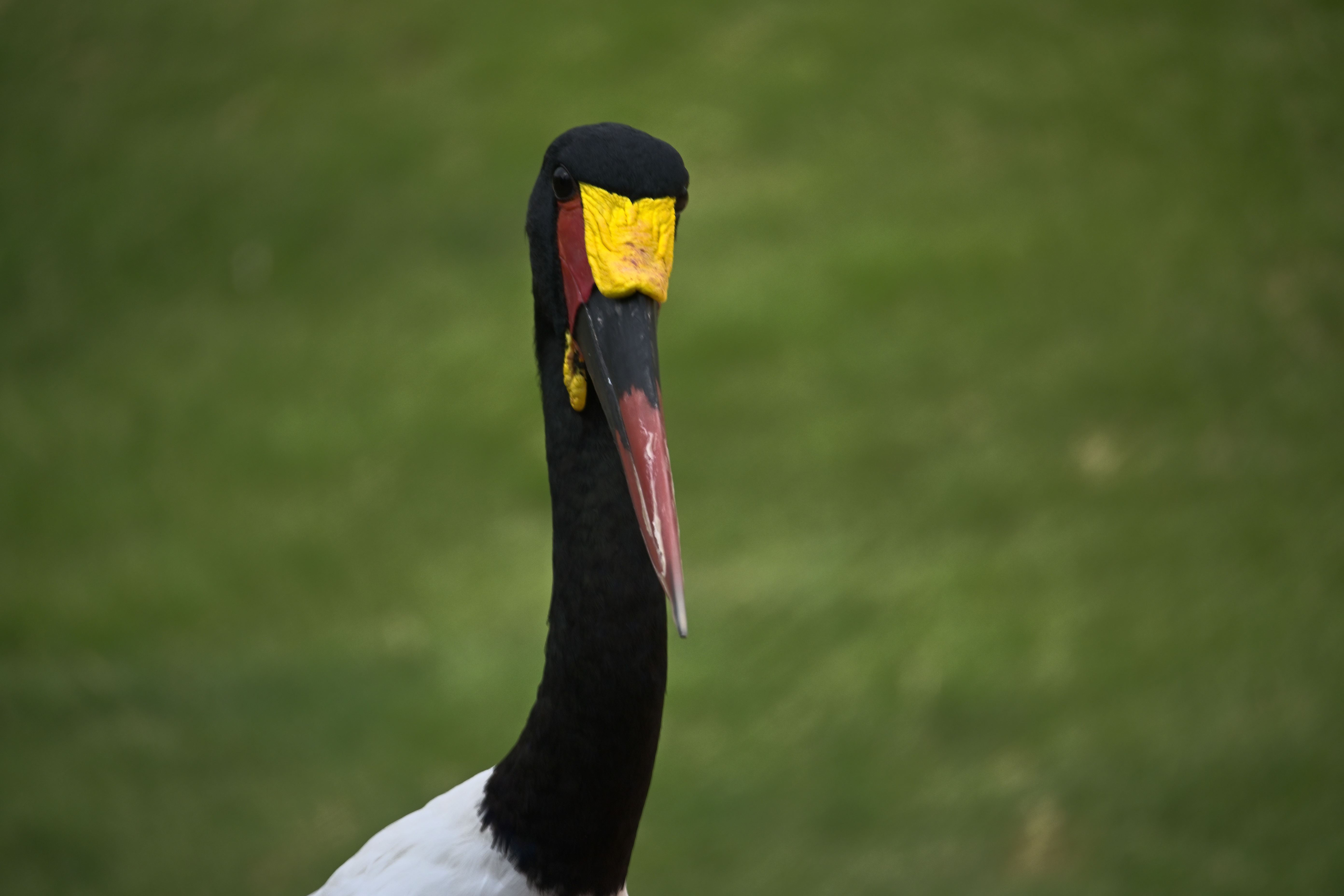 Frontaler Sattelstorch mit schwarz-weißem Gefieder und rot-gelb-schwarzem Schnabel vor unscharfem Grün im Bioparc Valencia