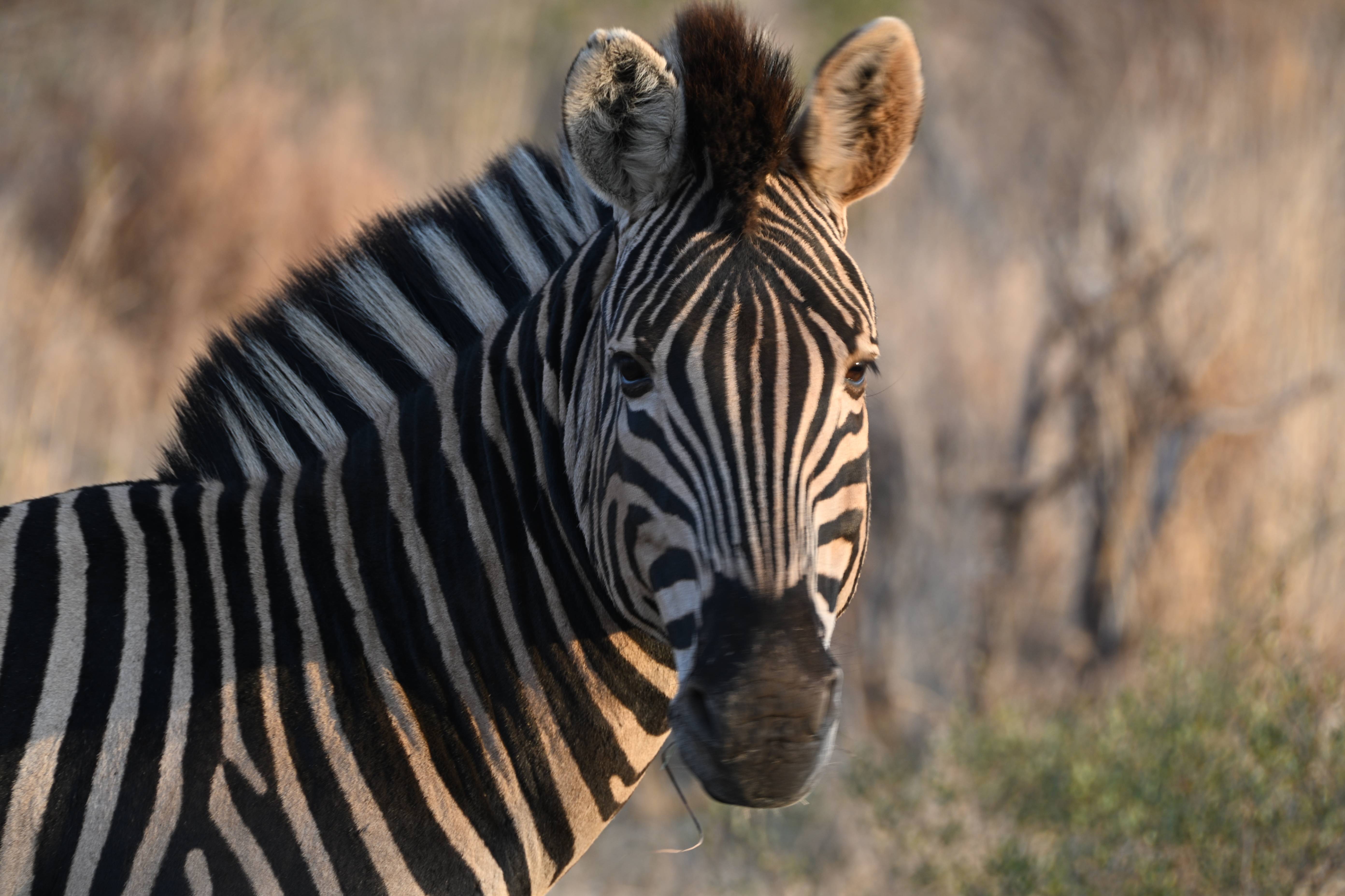 Close portrait of a zebra in warm evening light against softly blurred dry vegetation in South Africa.