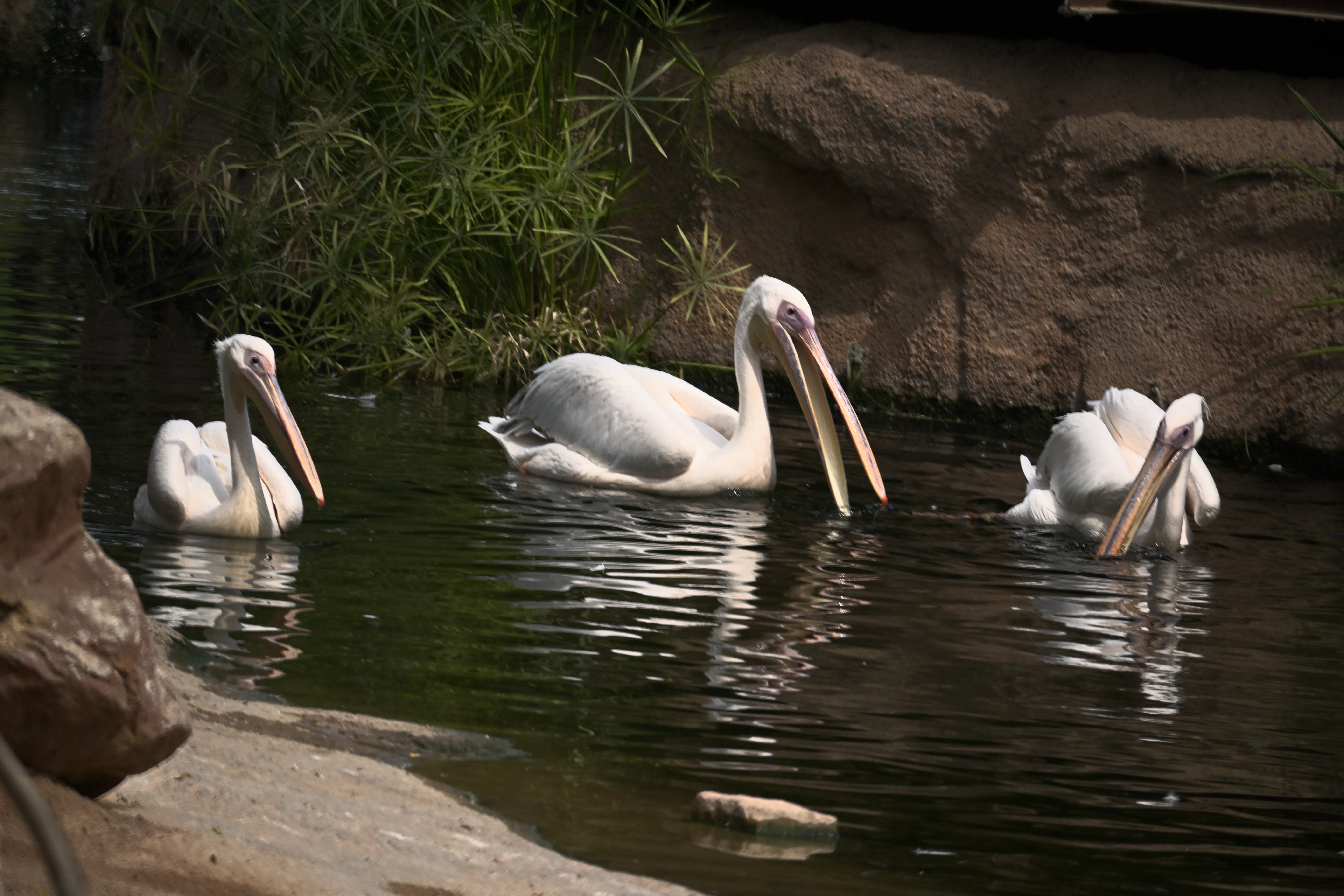 Drei Rosapelikane schwimmen in einem von Felsen und Pflanzen umgebenen Wasserbecken im Bioparc Valencia.