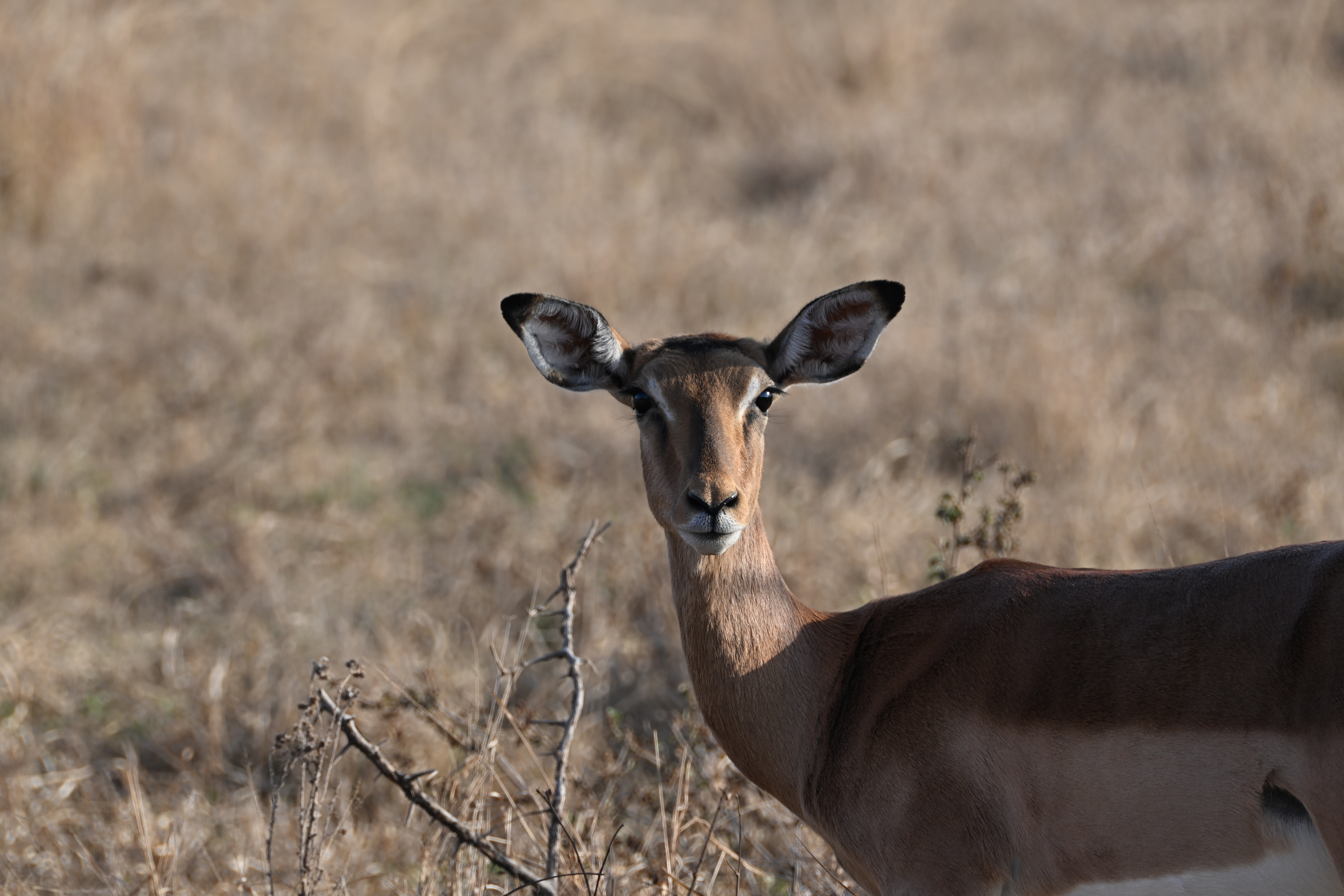 Impala with upright ears standing in dry grassland and facing the camera