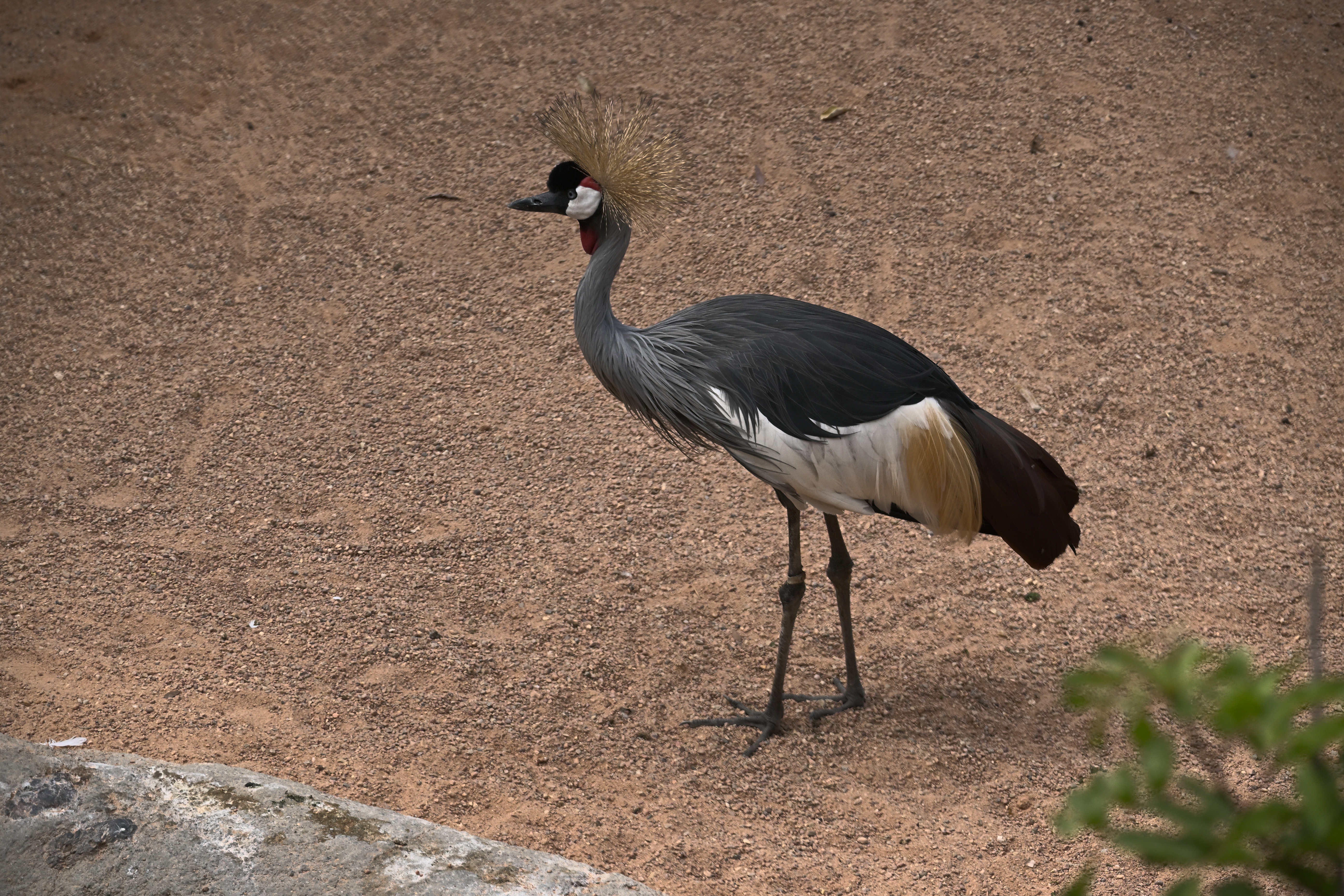 Grauhals-Kronenkranich mit goldener Federkrone steht auf sandigem Boden im Bioparc Valencia und blickt nach links.