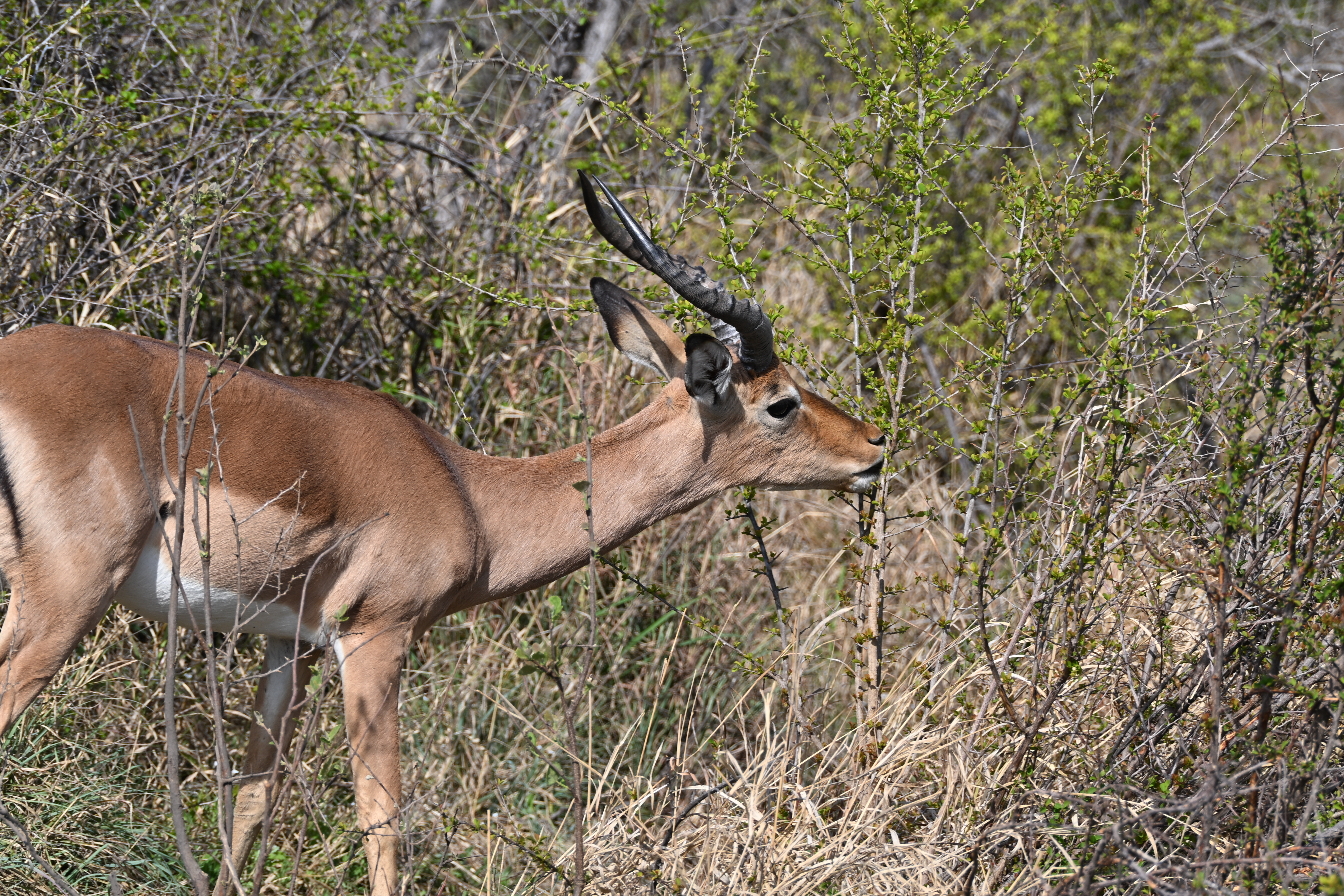 Male impala with curved horns standing among dense scrub and green branches in South Africa