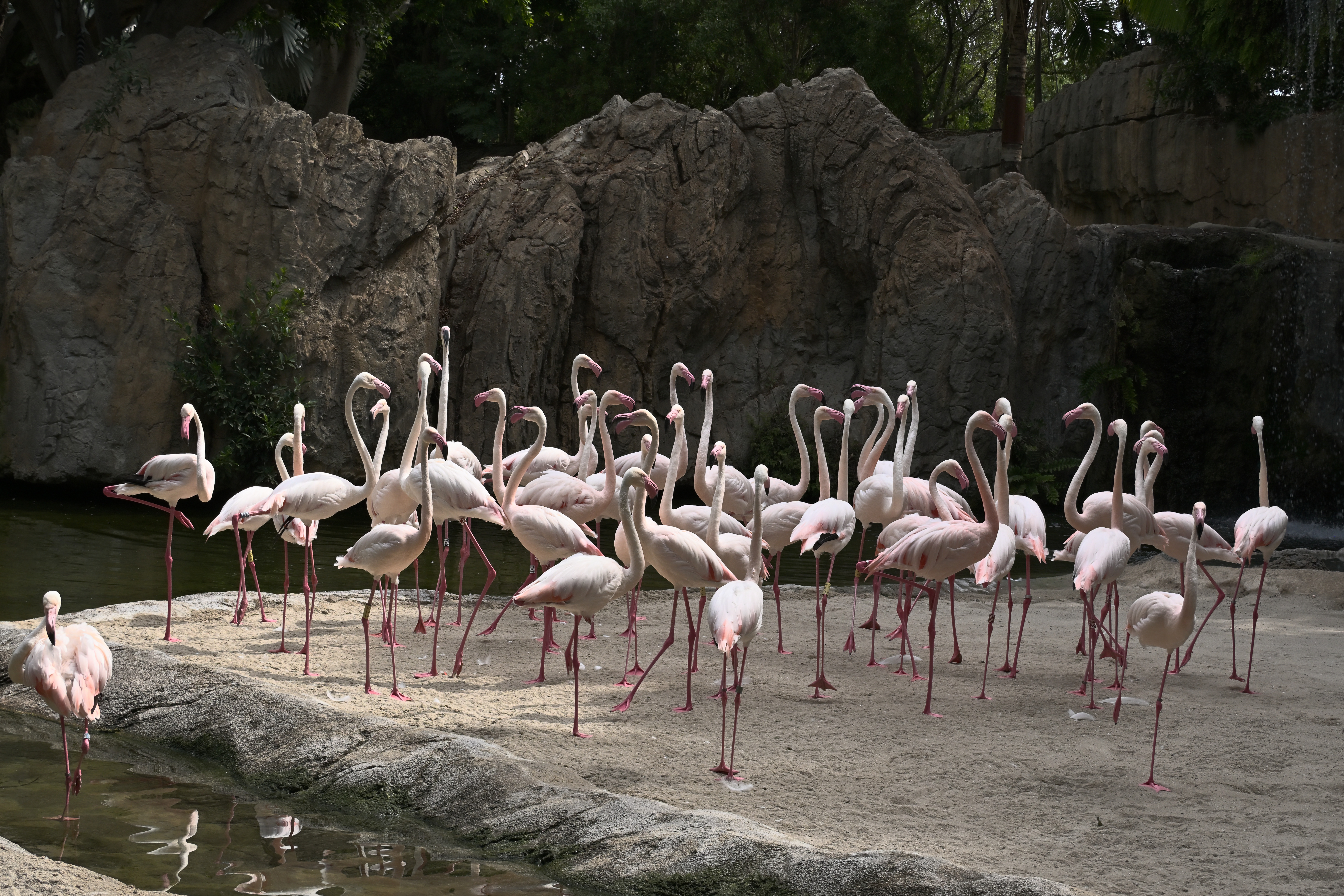 Große Gruppe Rosaflamingos auf sandigem Boden am Wasser vor dunklen Felsen im Bioparc Valencia