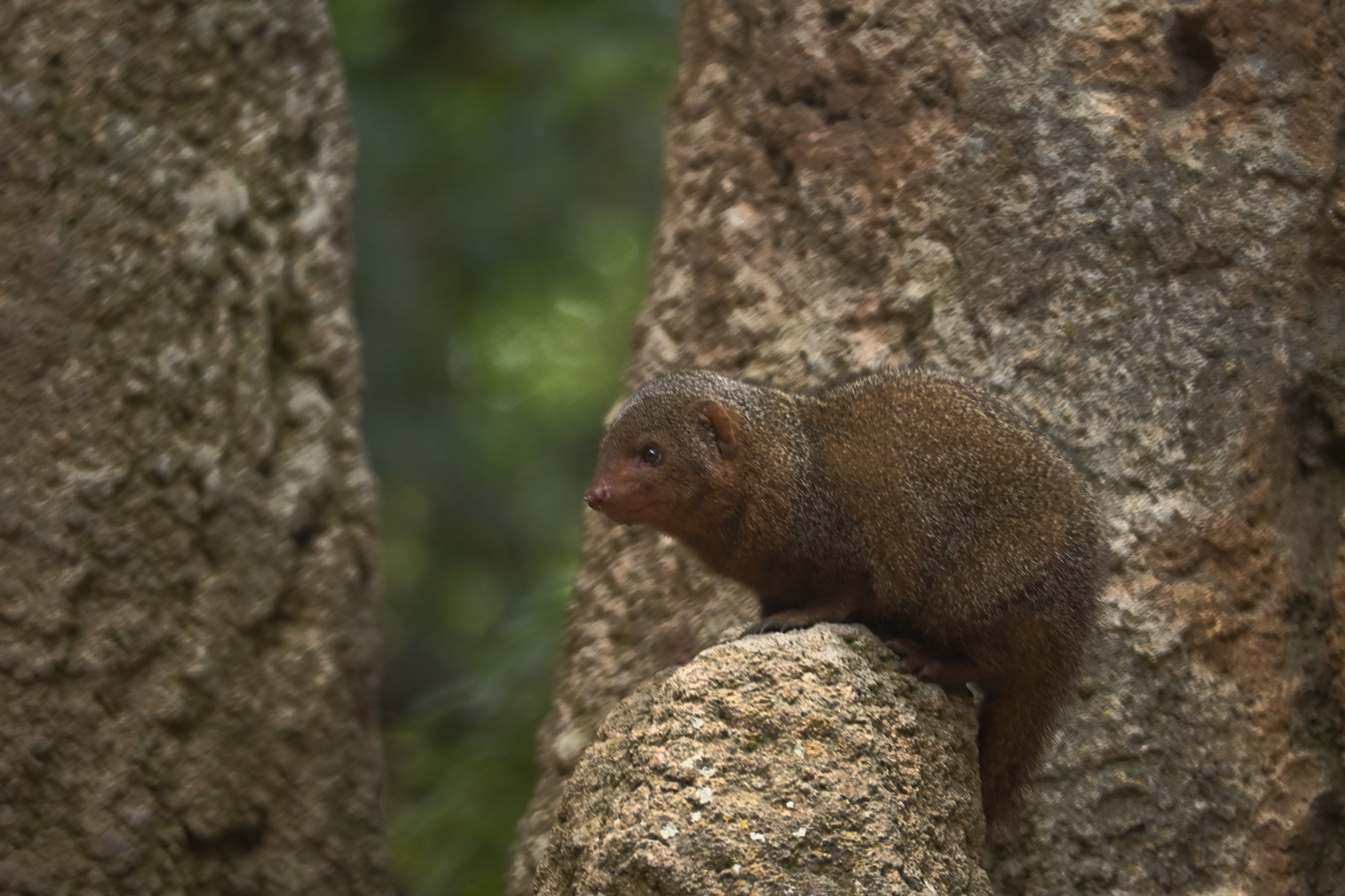 Braune Manguste auf einem Felsen zwischen dicken Baumstämmen im Bioparc Valencia, den Kopf nach links gerichtet.