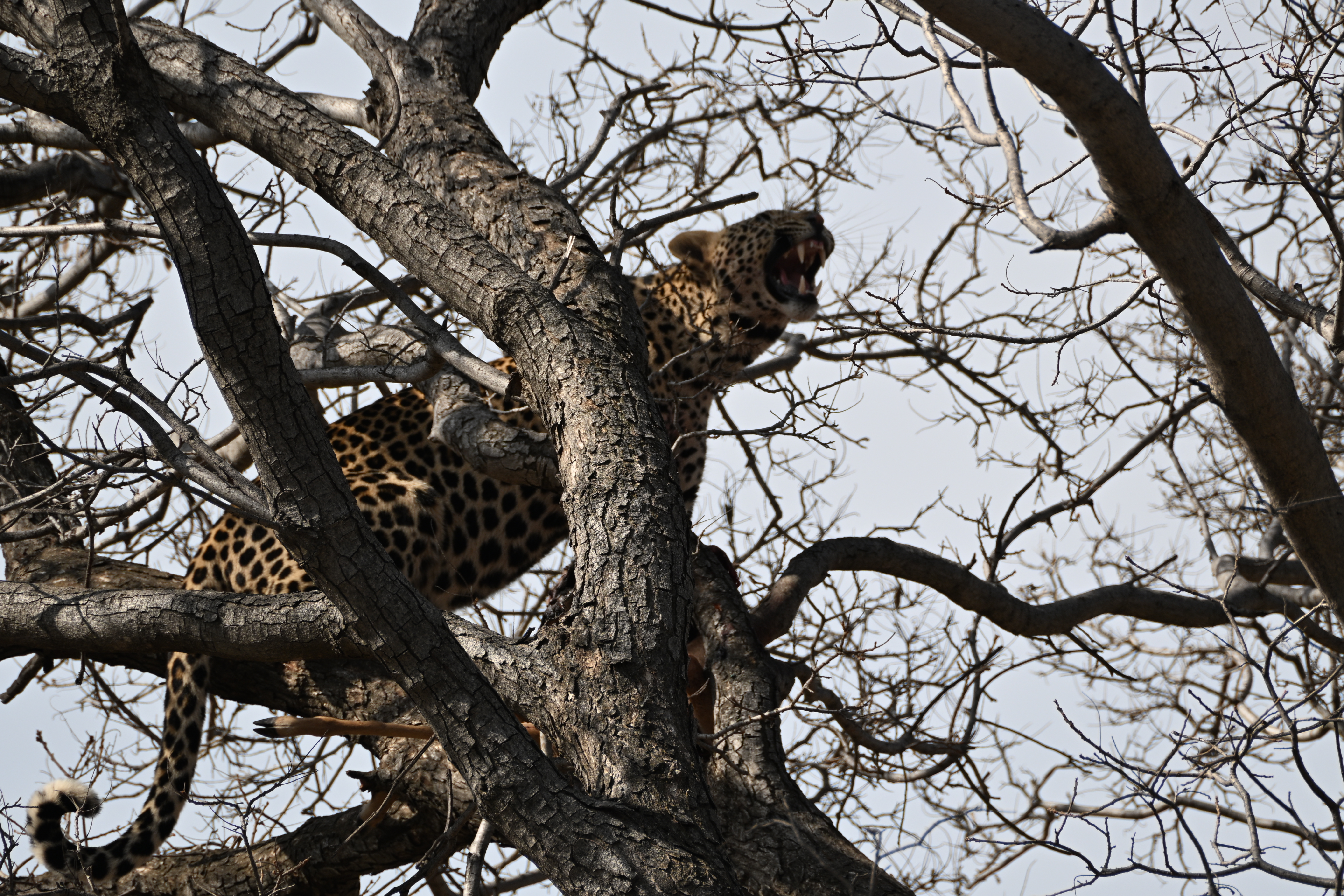 Leopard with its mouth open and teeth visible among the branches of a bare tree in South Africa