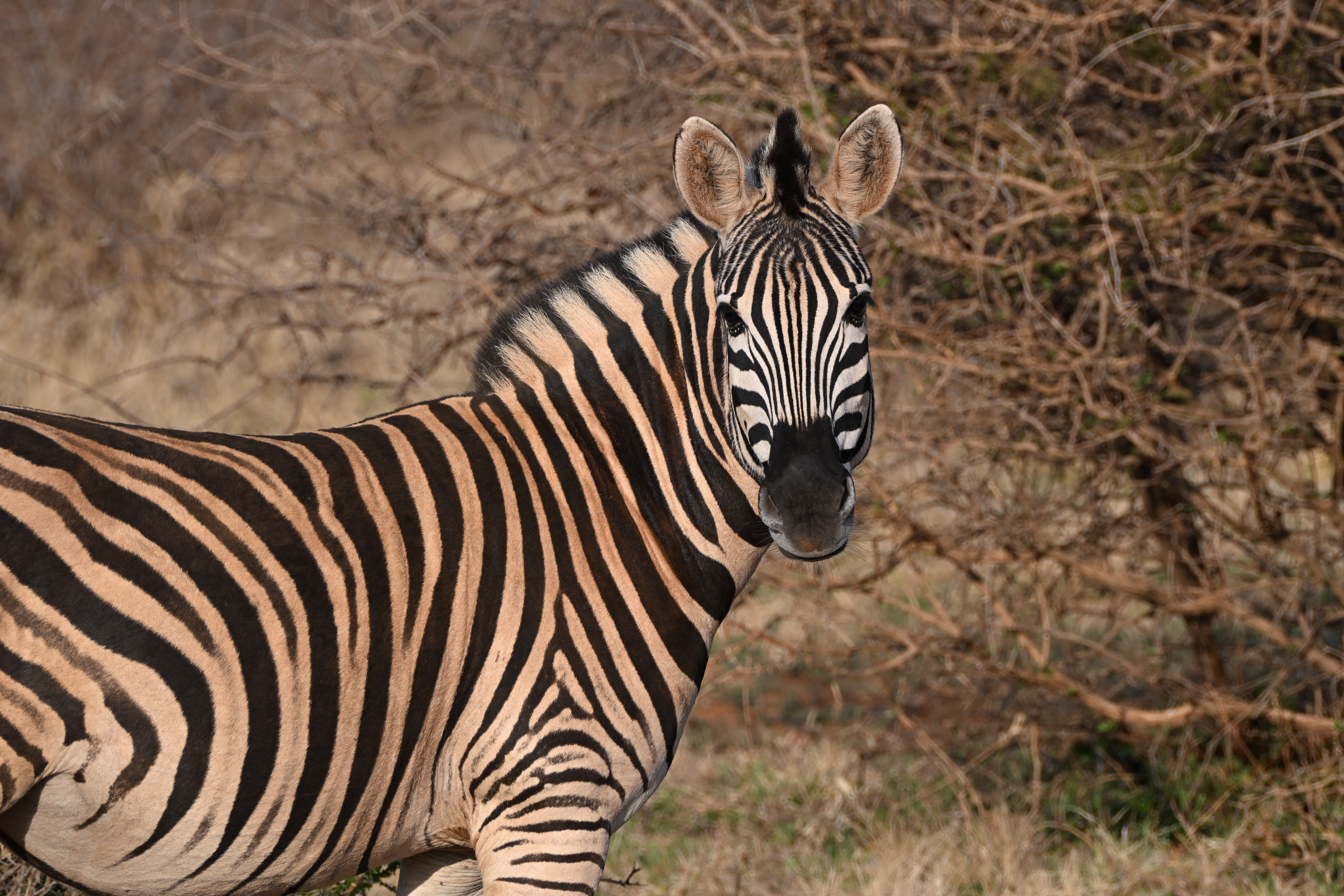 Plains zebra looking directly at the camera against dense, dry bushland