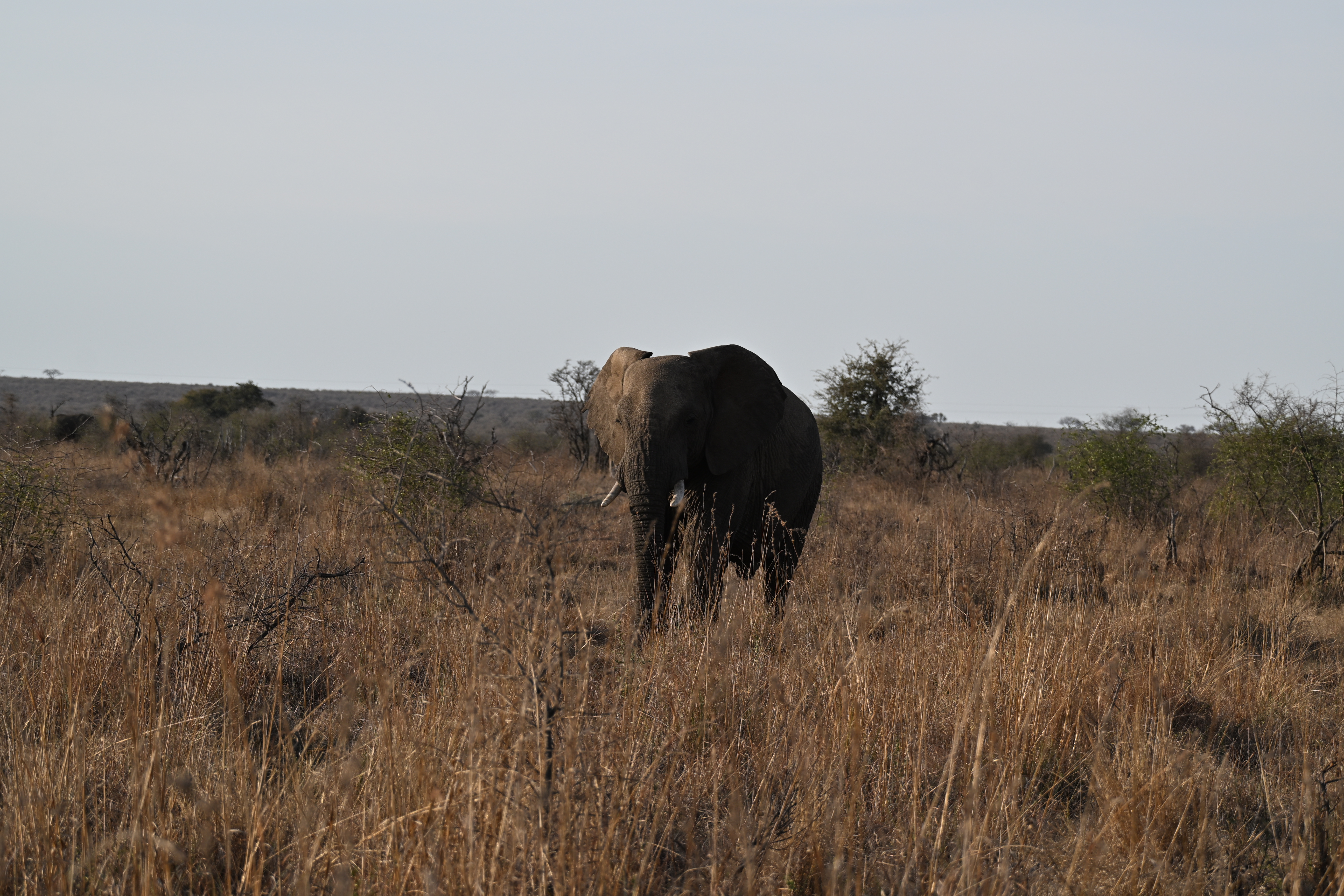 African elephant among tall dry grass and scrub, with another elephant visible in the background on the left