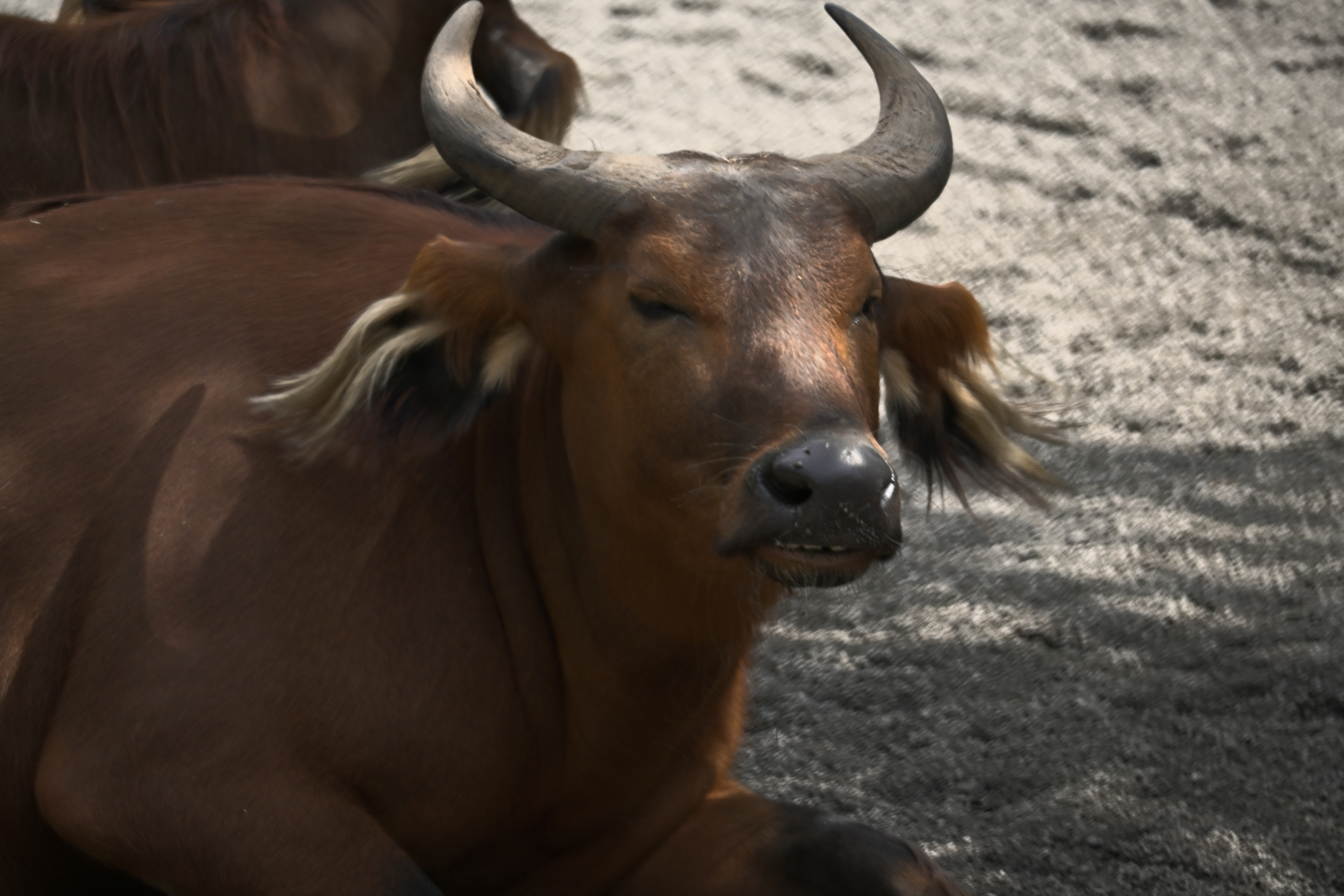 Liegender Rotbüffel mit gebogenen Hörnern und rotbraunem Fell auf sandigem Boden im Bioparc Valencia.