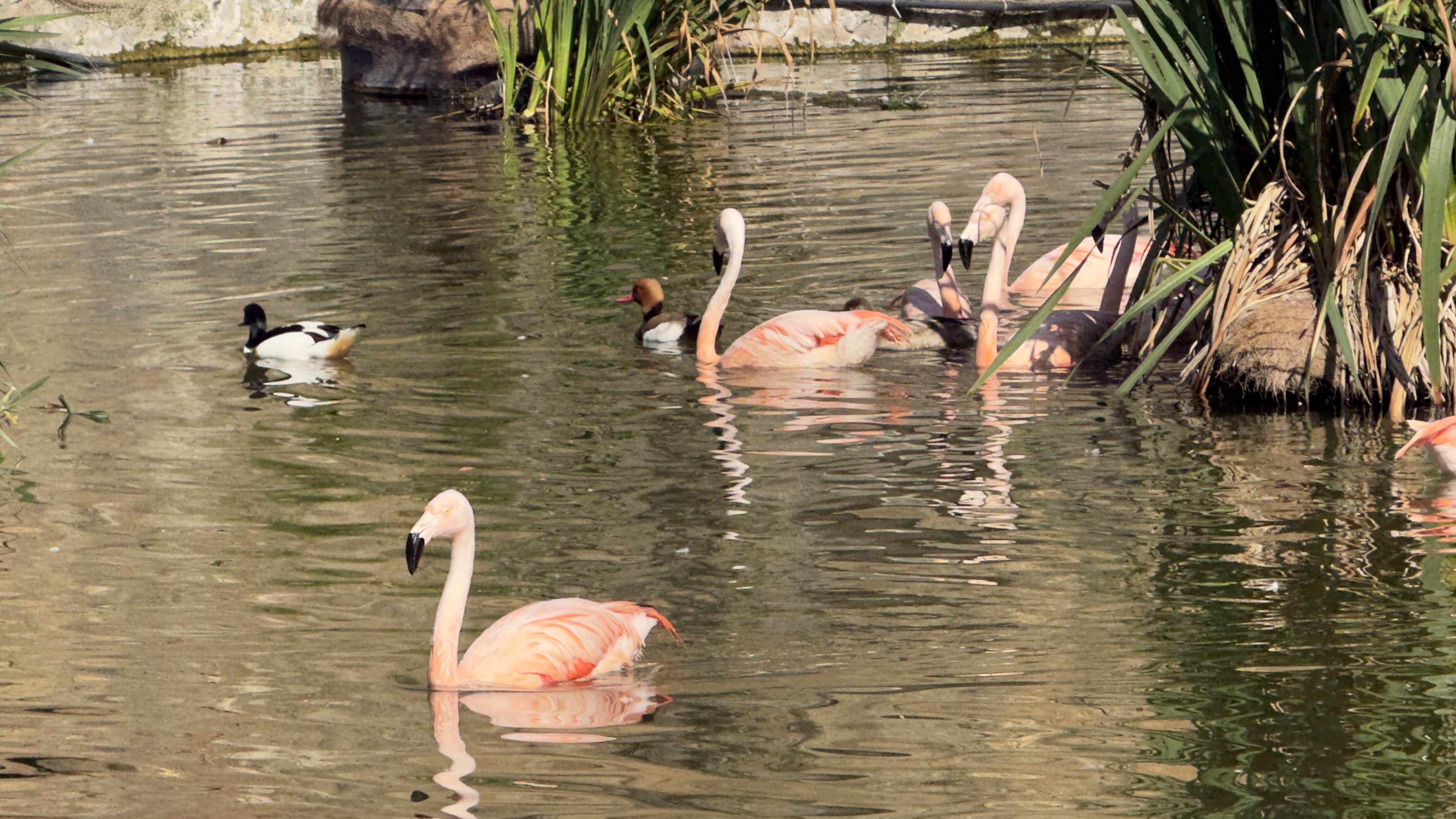 Zwischen Flamingos, Pelikanen und geheimnisvollen Tiefen